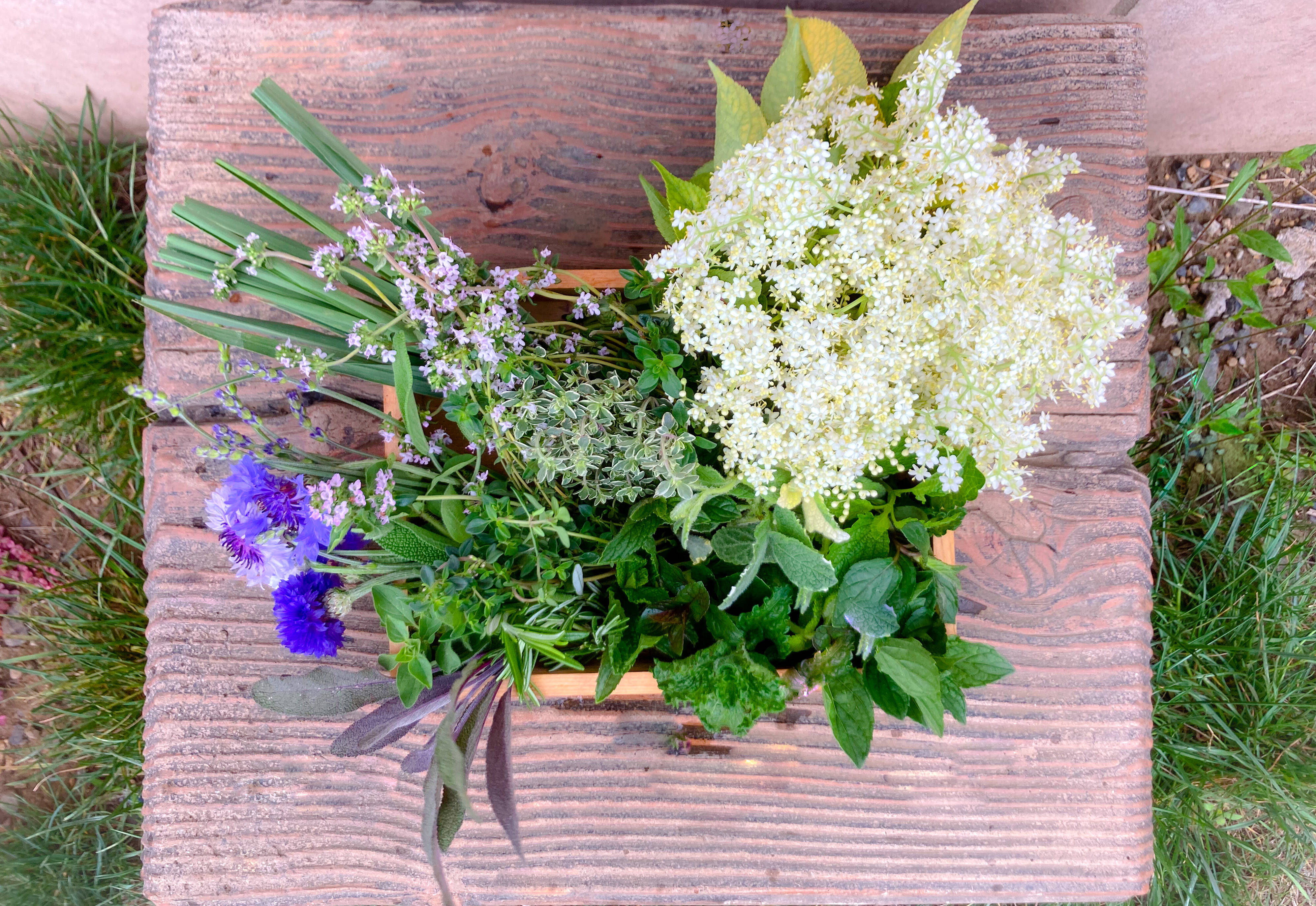 オーガニック エルダーフラワー ハーブmix Organic Elder Flower Herbs Mix 有機jas認証 東京都産のハーブ 食べチョク 産地直送 産直 お取り寄せ通販 農家 漁師から旬の食材を直送 オーガニック エルダーフラワー ハーブmix Organic Elder Flower Herbs Mix 有機jas認証 東京都産のハーブ 食べチョク 産地直送 産直 お取り寄せ通販 農家 漁師から旬の食材を直送