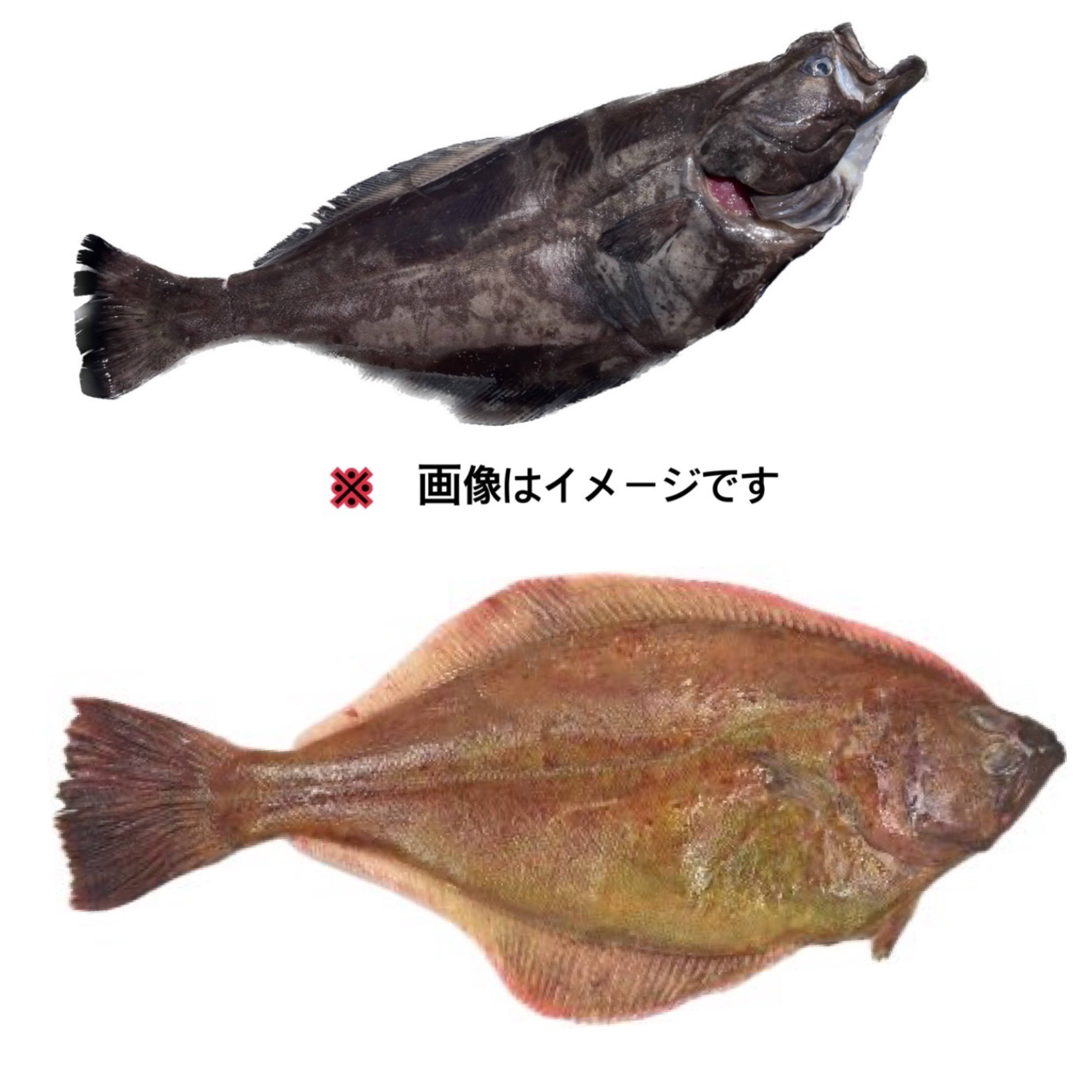 現品限り 2種のカレイ 食べ比べセット アカガレイ ギンガレイ 現品限り 2種のカレイ 食べ比べセット アカガレイ ギンガレイ
