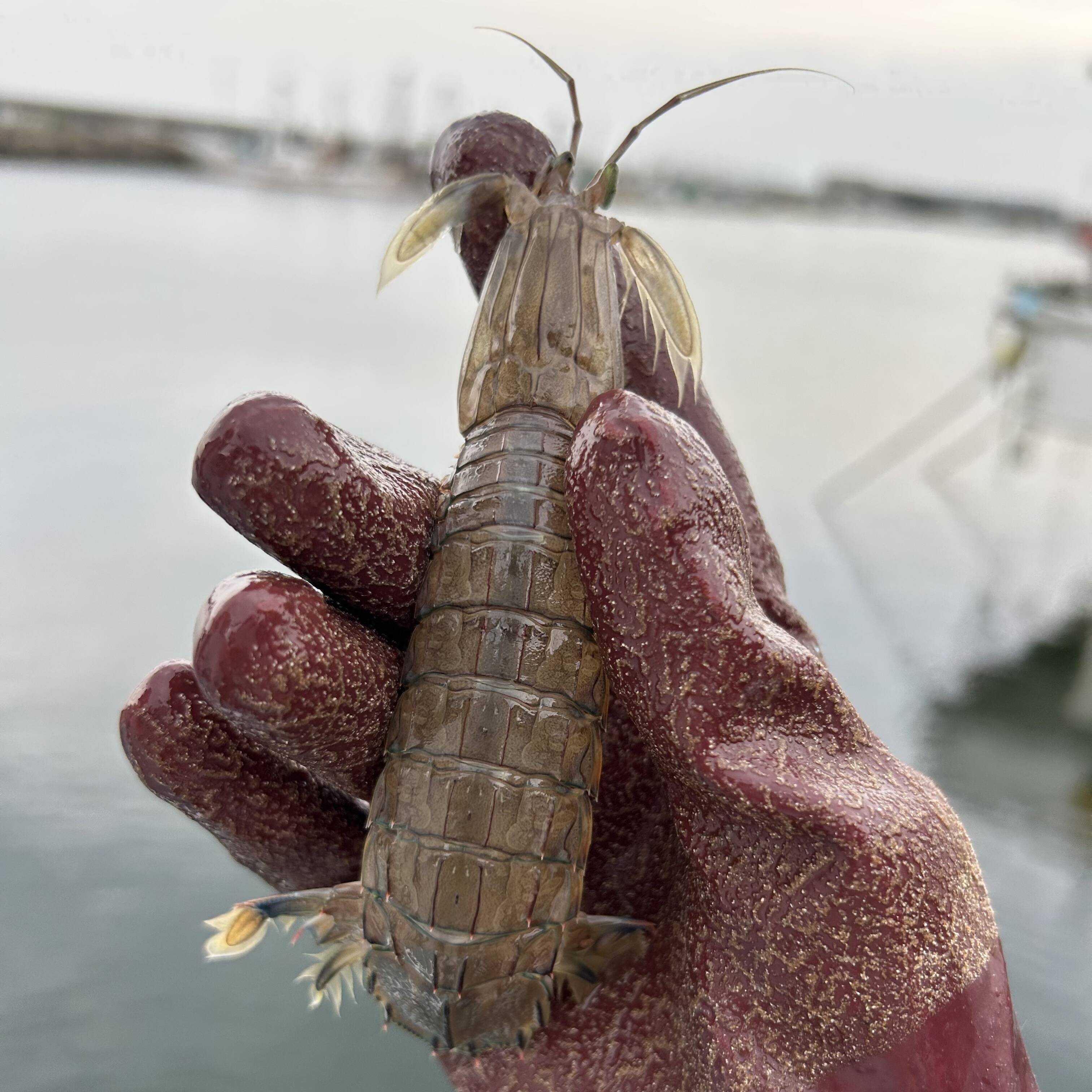 愛知,日間賀島産,漁師リント直送,朝採れボイルシャコ 中サイズ12㎝±,500g:愛知県産の魚介類|食べチョク|産地直送(産直)お取り寄せ通販 ...