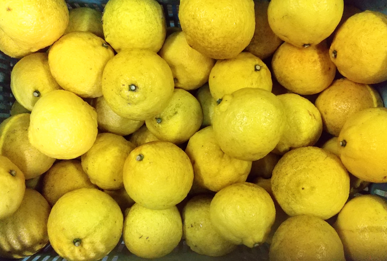 ⭐️樹上完熟クール付きレモン2キロ化学肥料不使用（北海道、東北、沖縄除く）