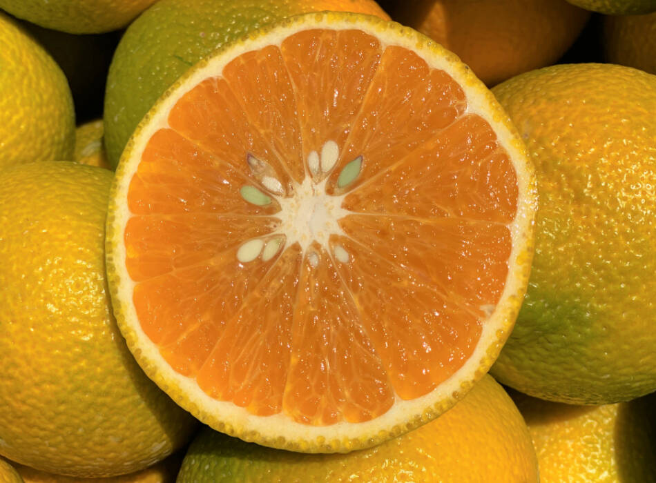 スイートスプリング 5K 熊本不知火産 瑞々しく美味しい！：熊本県産の