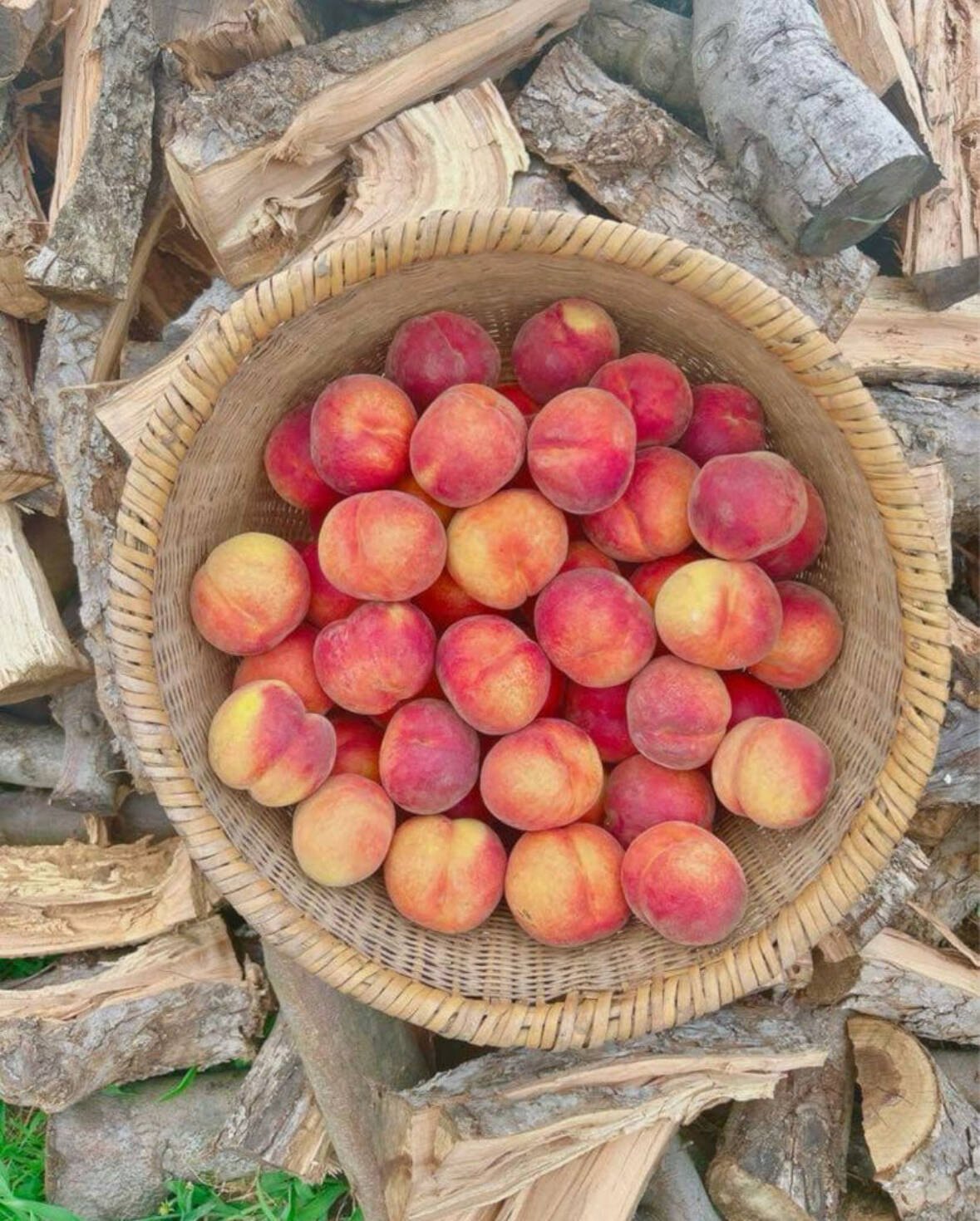❤︎ ワッサー 18個入り：長野県産の黄桃｜食べチョク｜産地直送(産直