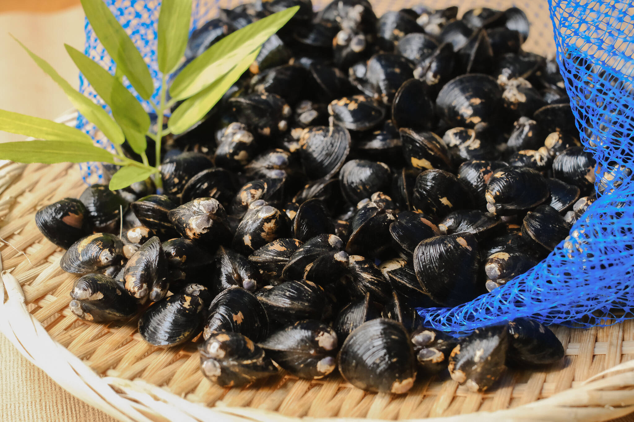 鮮度抜群】宍道湖産ヤマトシジミ・活きしじみ4kg（お任せサイズ