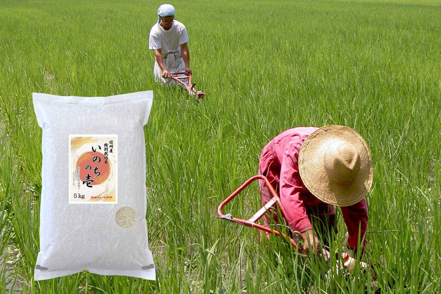 白米10kg】 信州産 特別栽培米『いのちの壱』大粒の品種です！令和4
