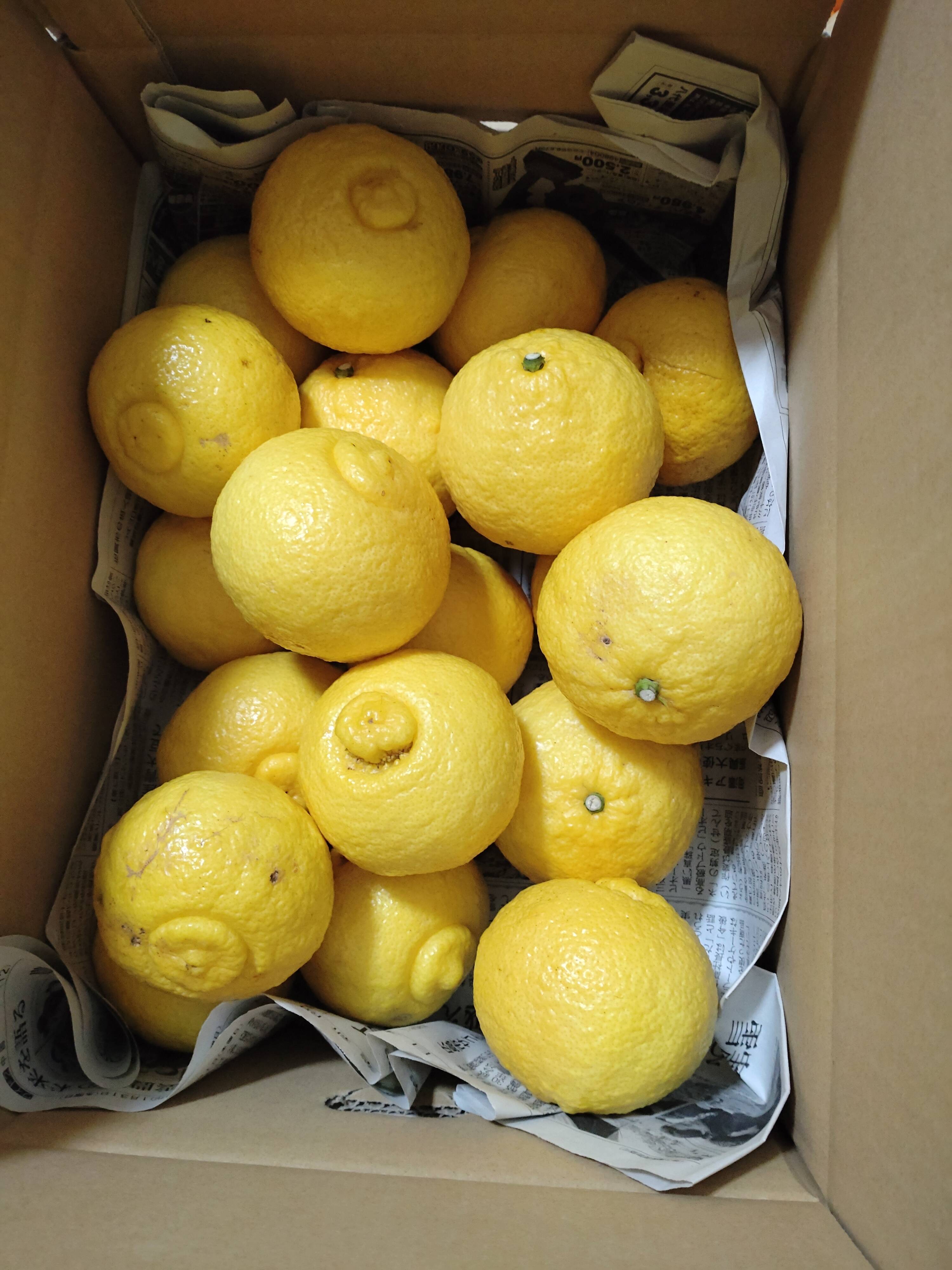 広島県産 はるか 10kg(箱込み)：広島県産のみかん・柑橘類｜食べチョク