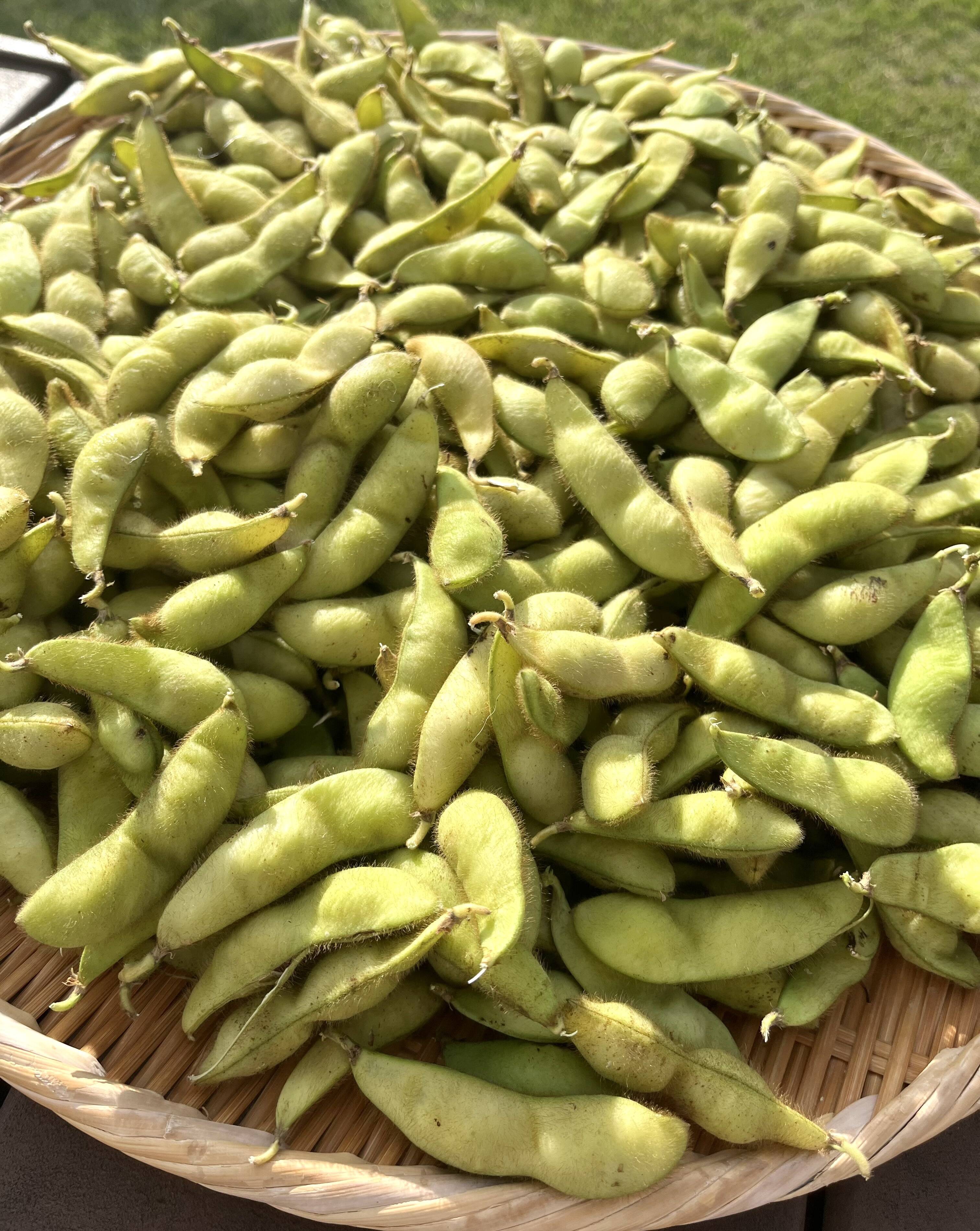 楽天市場】【送料無料】幻の黒千石500g(黒大豆)令和4年度産近年