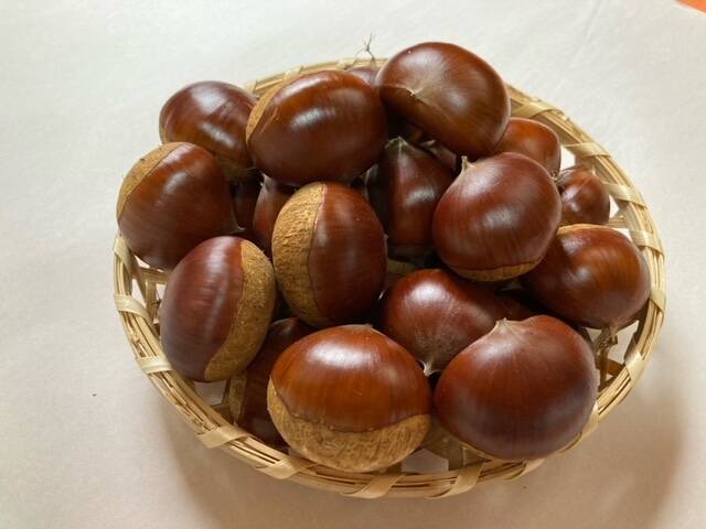 発祥の地 能勢産ブランド栗「銀寄」サイズいろいろ2㎏【S～Lサイズ