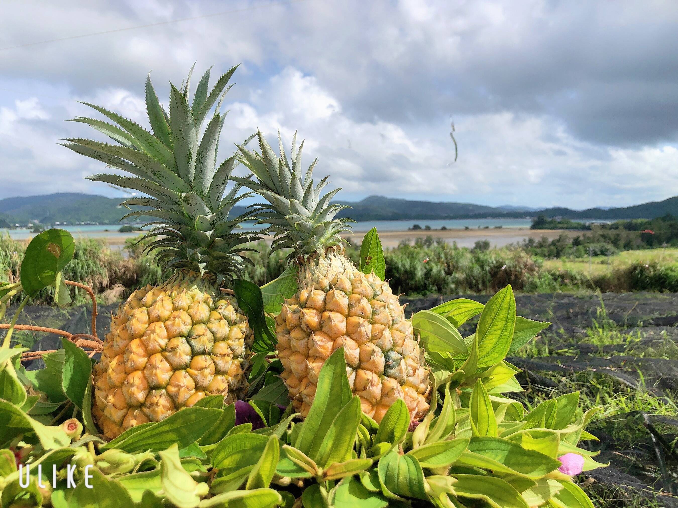 販売終了 減農薬 屋我地島の完熟スナックパイン ３玉 1玉800g 1k 手でちぎって芯まで食べれる ぼくを食べてね 沖縄特産 パイナップル 沖縄県産 食べチョク 農家 漁師の産直ネット通販 旬の食材を生産者直送