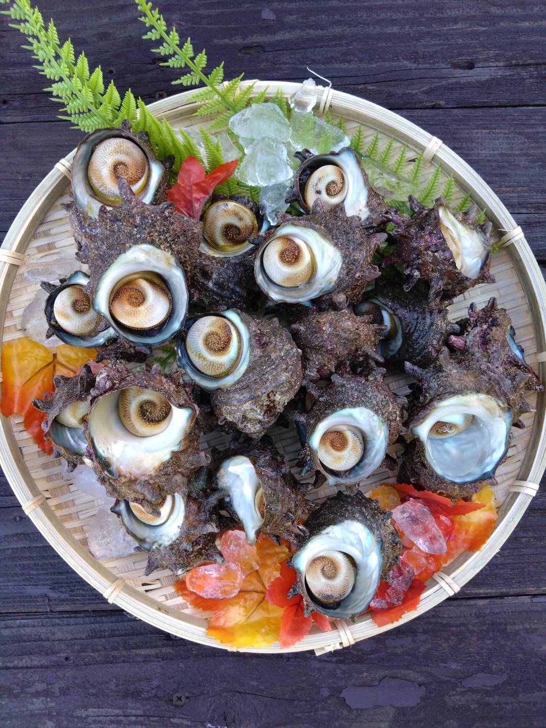 砂抜き済み 3kg】 『青森県産』天然サザエ 壺焼き・お刺身OK！：青森県