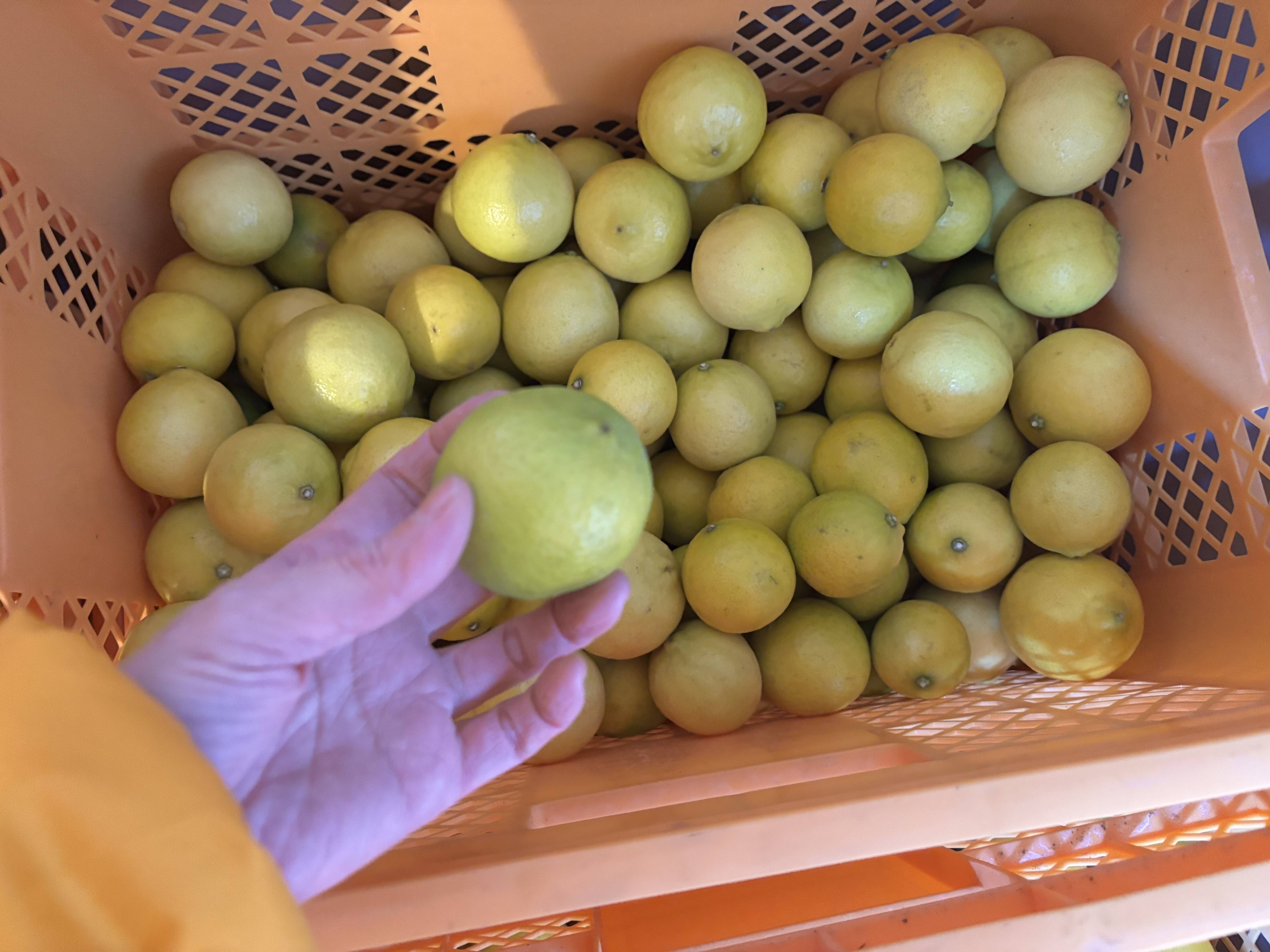 2kg【お買得】香りが良い完熟タヒチライム☆防腐剤・ワックス不使用