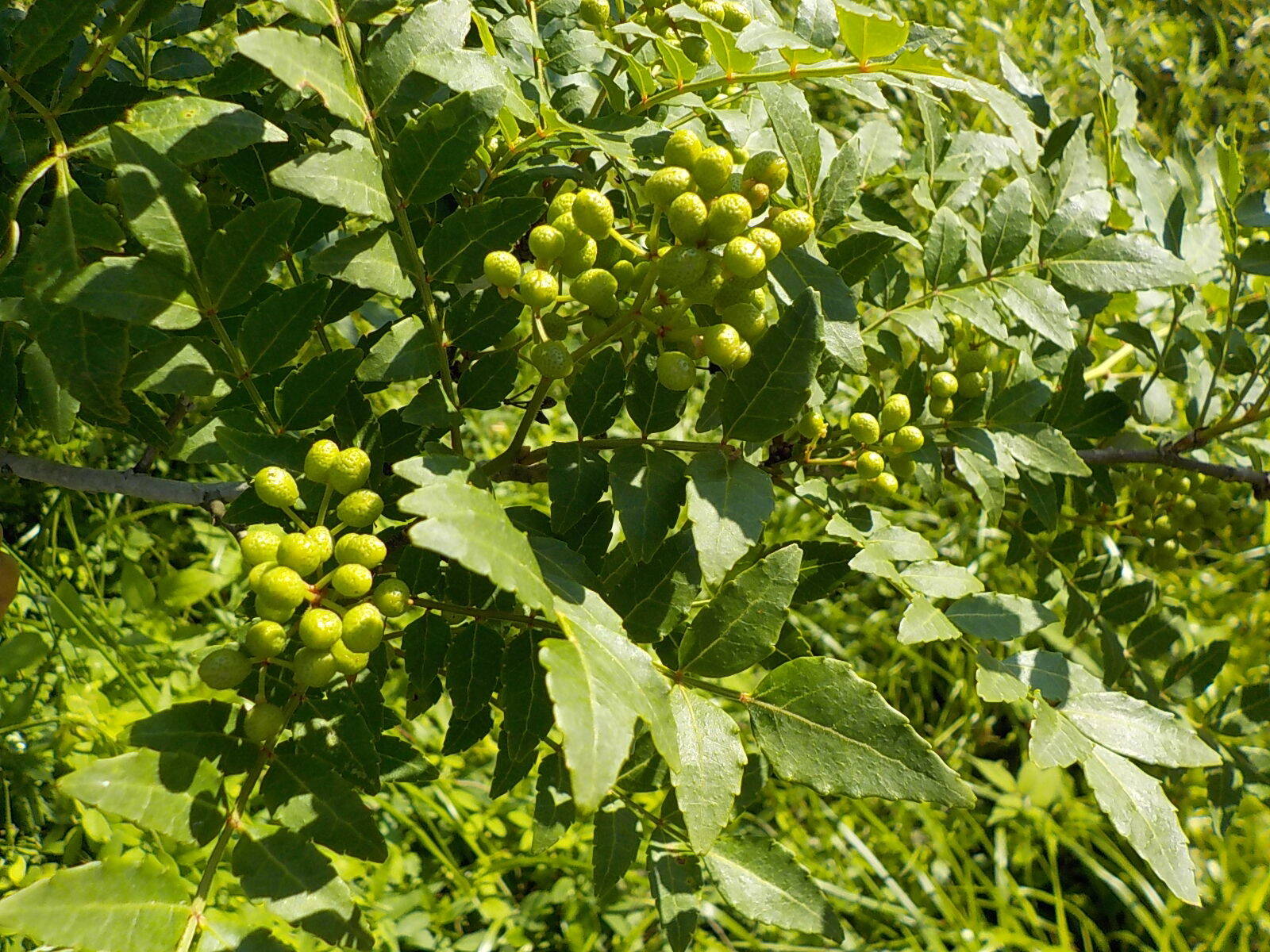 山椒の実　丹波篠山産　１kg　大粒 imgrc0109005406.jpg