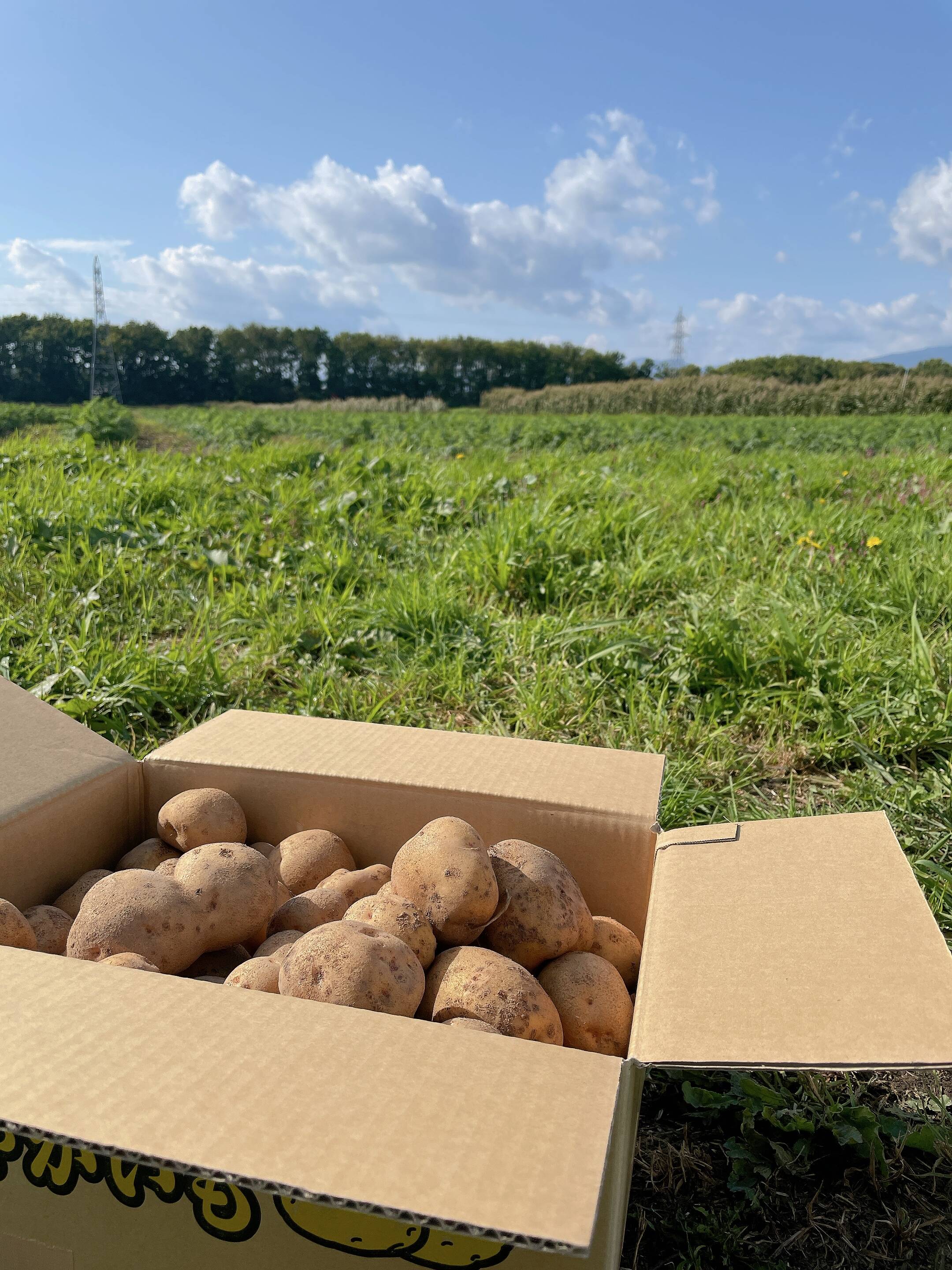 約10kg 訳あり キタアカリ】農薬不使用：北海道産のキタアカリ｜食べチョク｜産地直送(産直)お取り寄せ通販 - 農家・漁師から旬の食材を直送