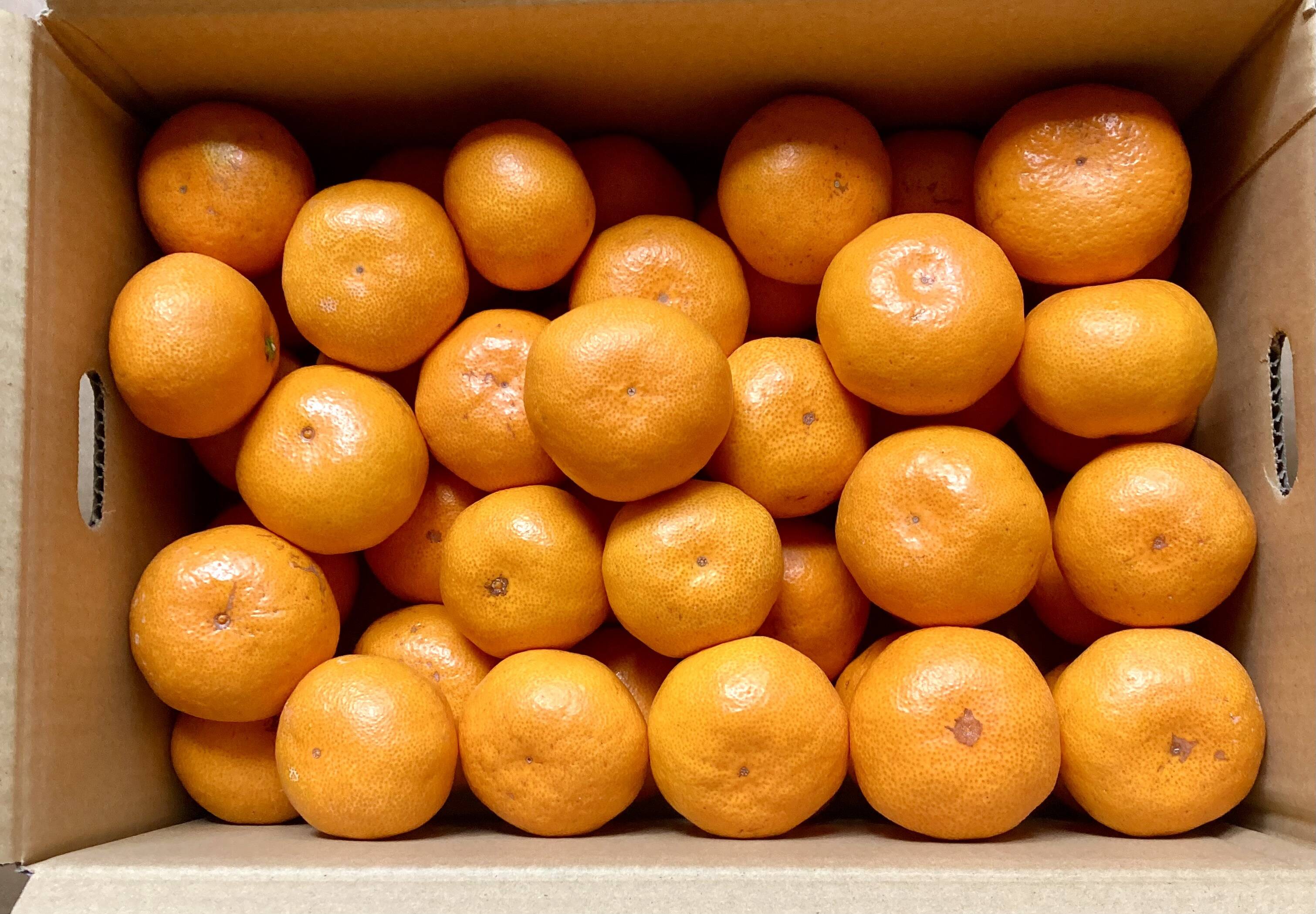 食べたらやみつき！【絶品】 糖度15度以上『興津早生みかん』 3kg