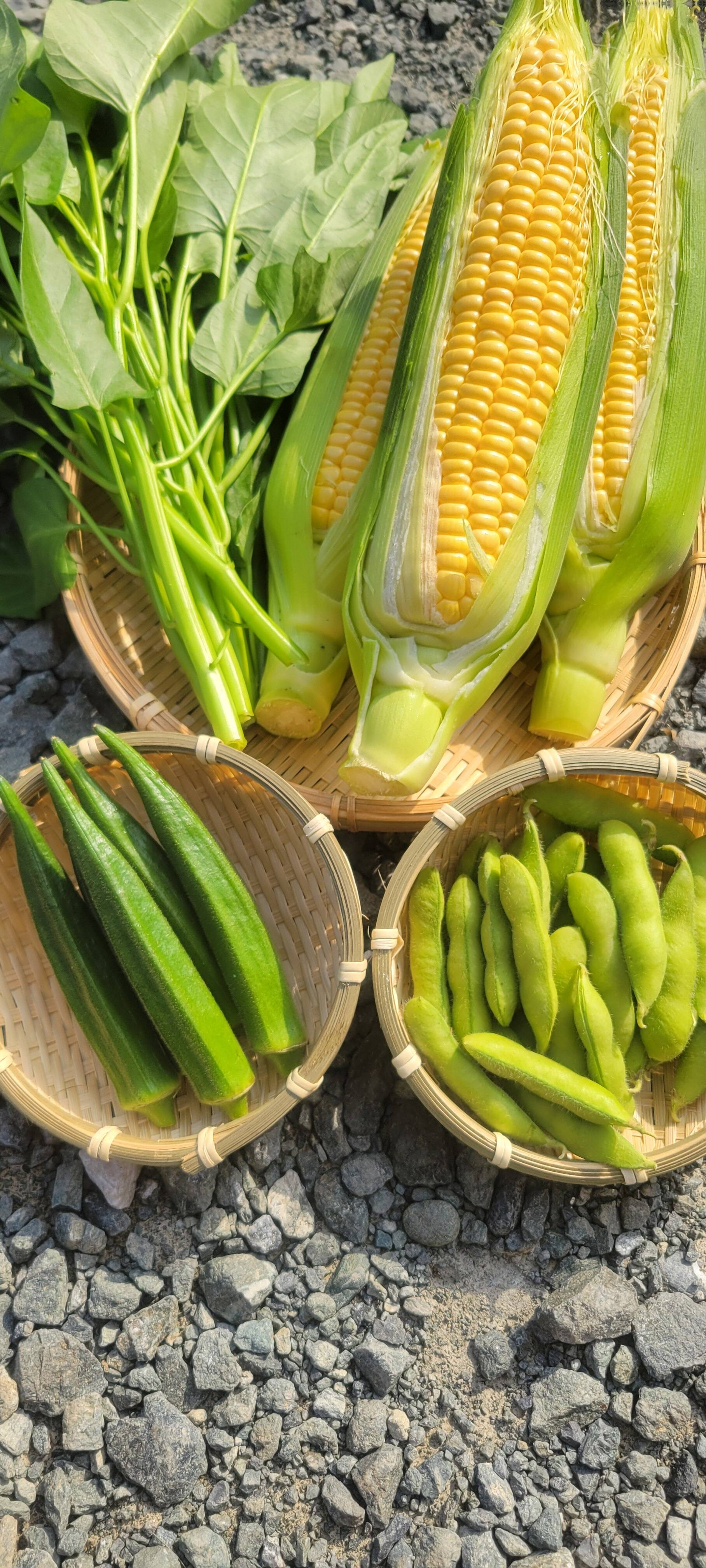 季節の野菜 旬の上州野菜 夏！】お試しサイズ（3~5品目）梱包まで丁寧に