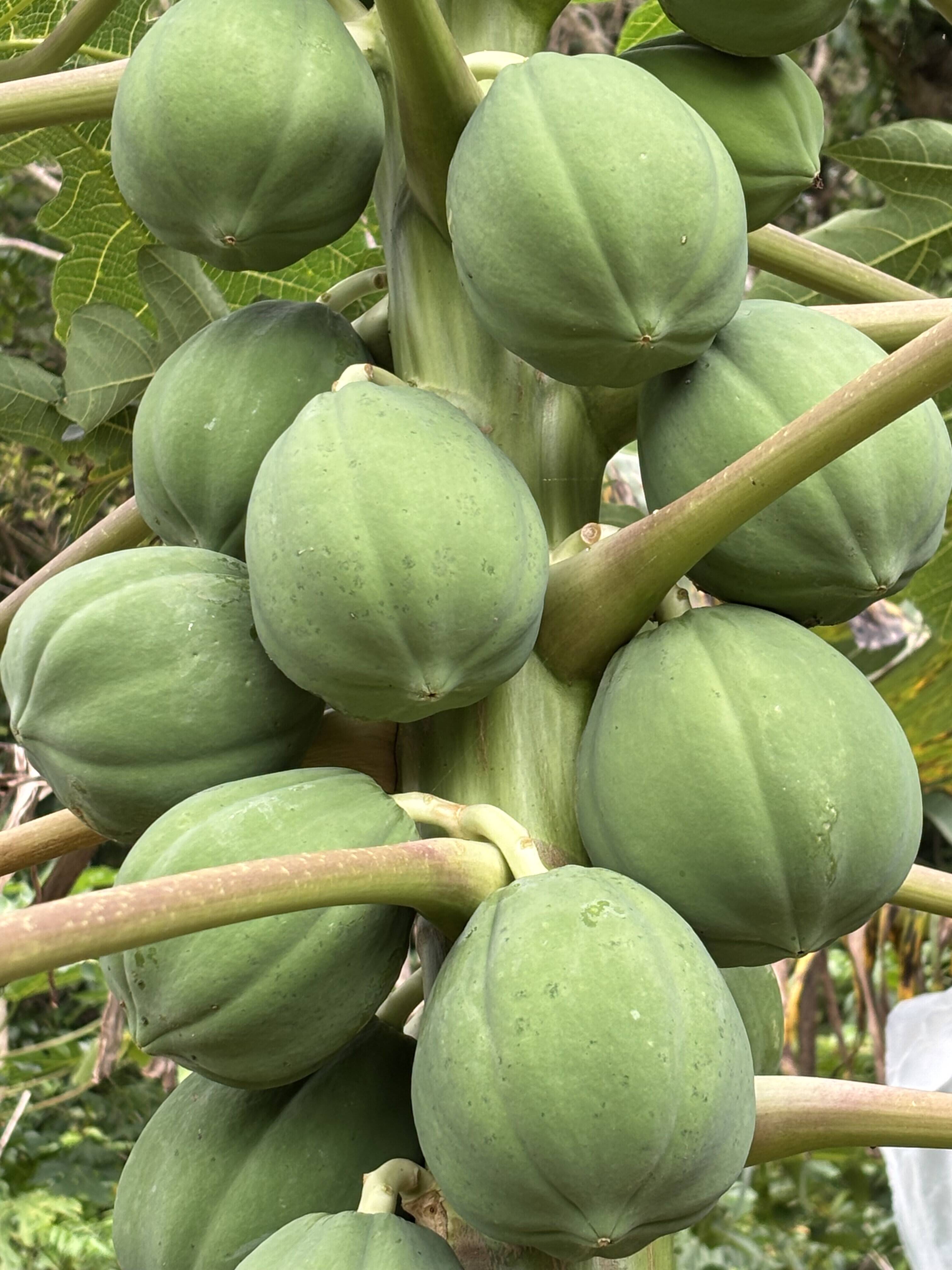 期間限定】酵素たっぷりヘルシー 青パパイヤ1.5kg (2~3個)：沖縄県産の