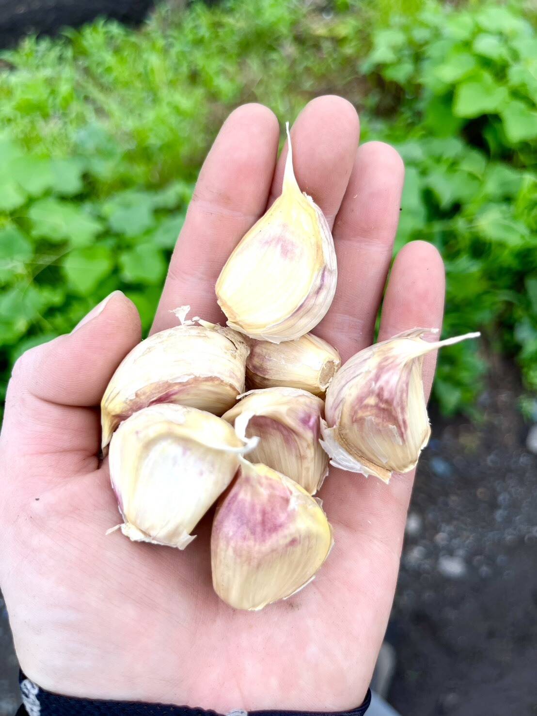 訳あり着色にんにく【ばら2kg】訳ありのため大特価・数量限定：青森