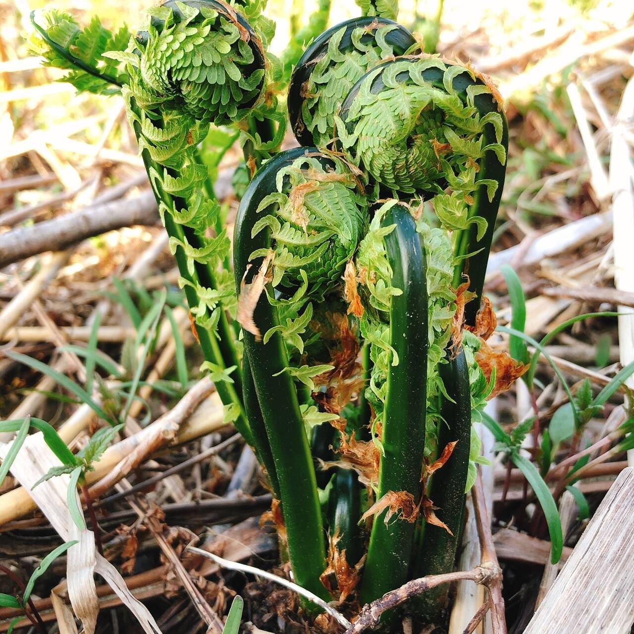 春の山菜 天然こごみ 500g:新潟県産のこごみ|食べチョク|産地 春の山菜 天然こごみ 500g:新潟県産のこごみ|食べチョク|産地