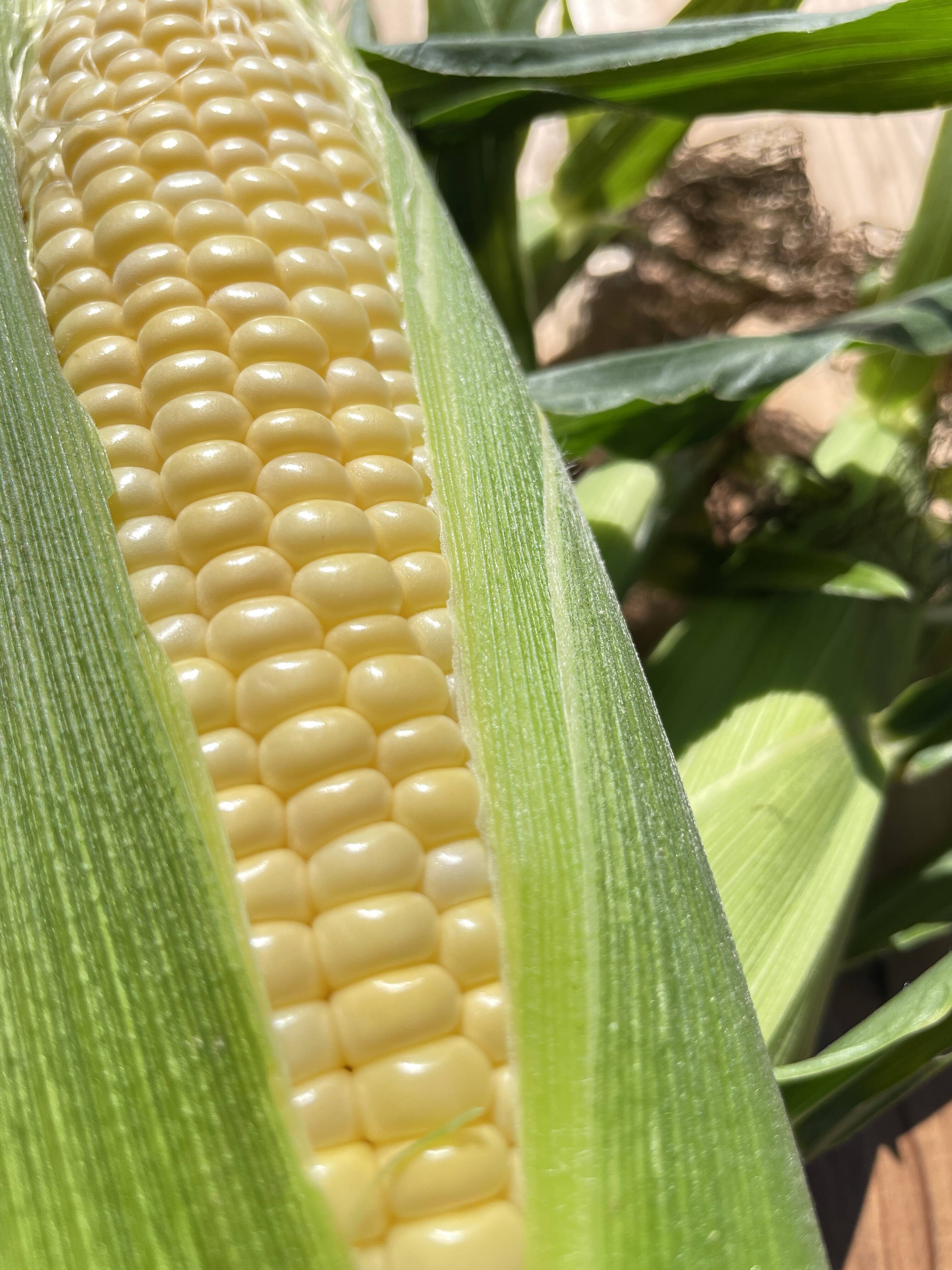 2025年【11月】発送 生も旨い！スイートコーン4〜5本入（味来）：長野