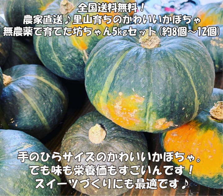 農家直送 里山育ちのかわいいかぼちゃ 無農薬 坊ちゃん 5kgセット 8個 12個 滋賀県産 食べチョク 農家 漁師の産直ネット通販 旬の食材を生産者直送