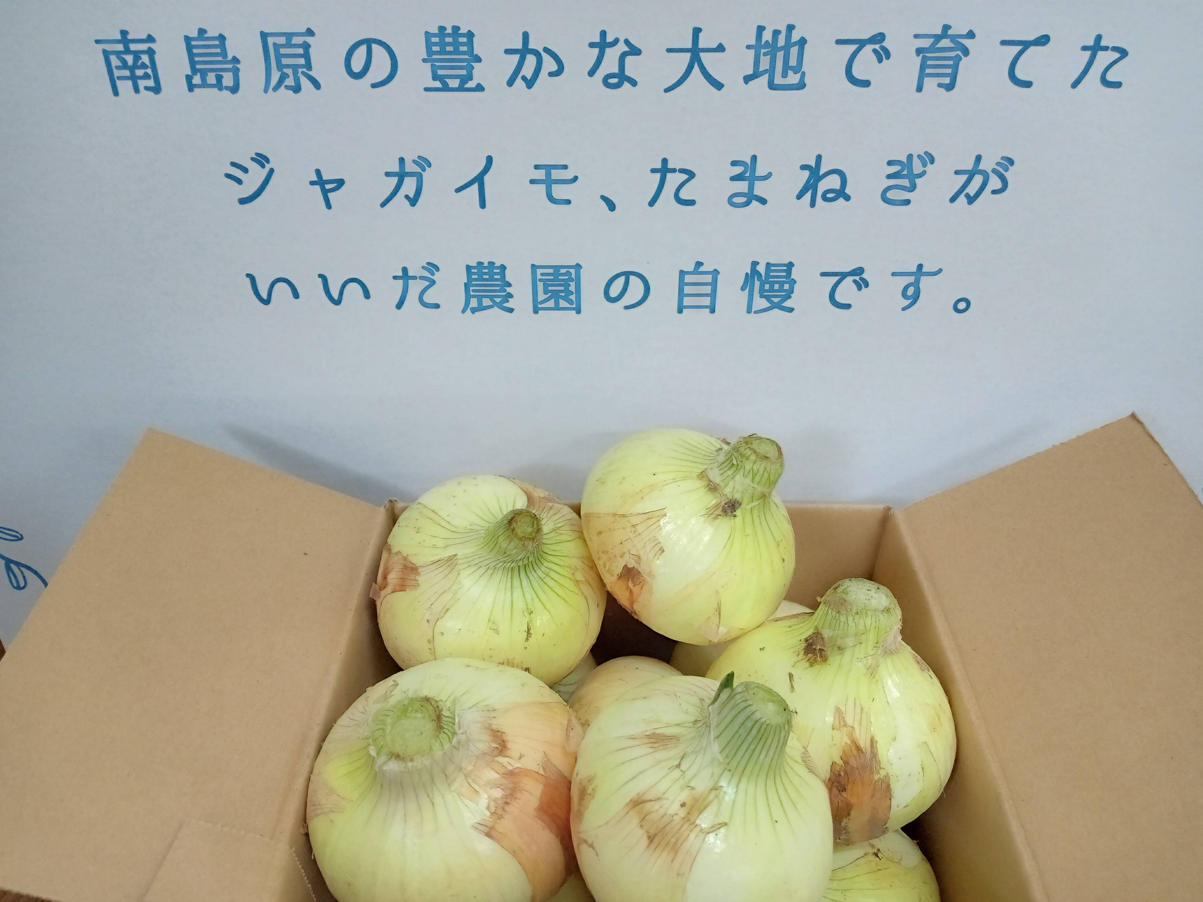 予約販売※2月中旬出荷予定】運賃がオトク♪ サラダにGOOD！ 春の長崎県