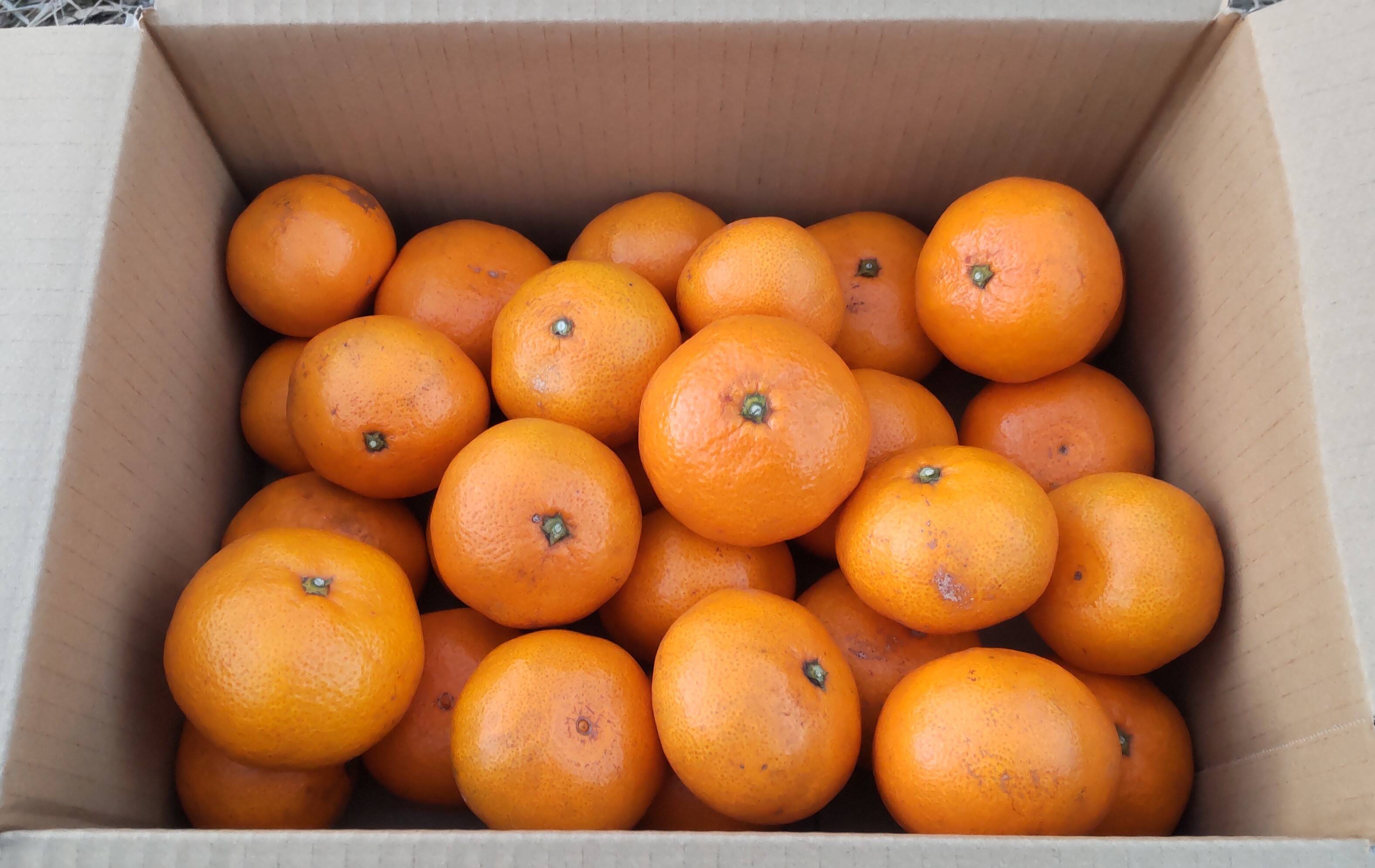 糖度・酸度のバランスの良い温州みかんA4.5kg：愛知県産のみかん