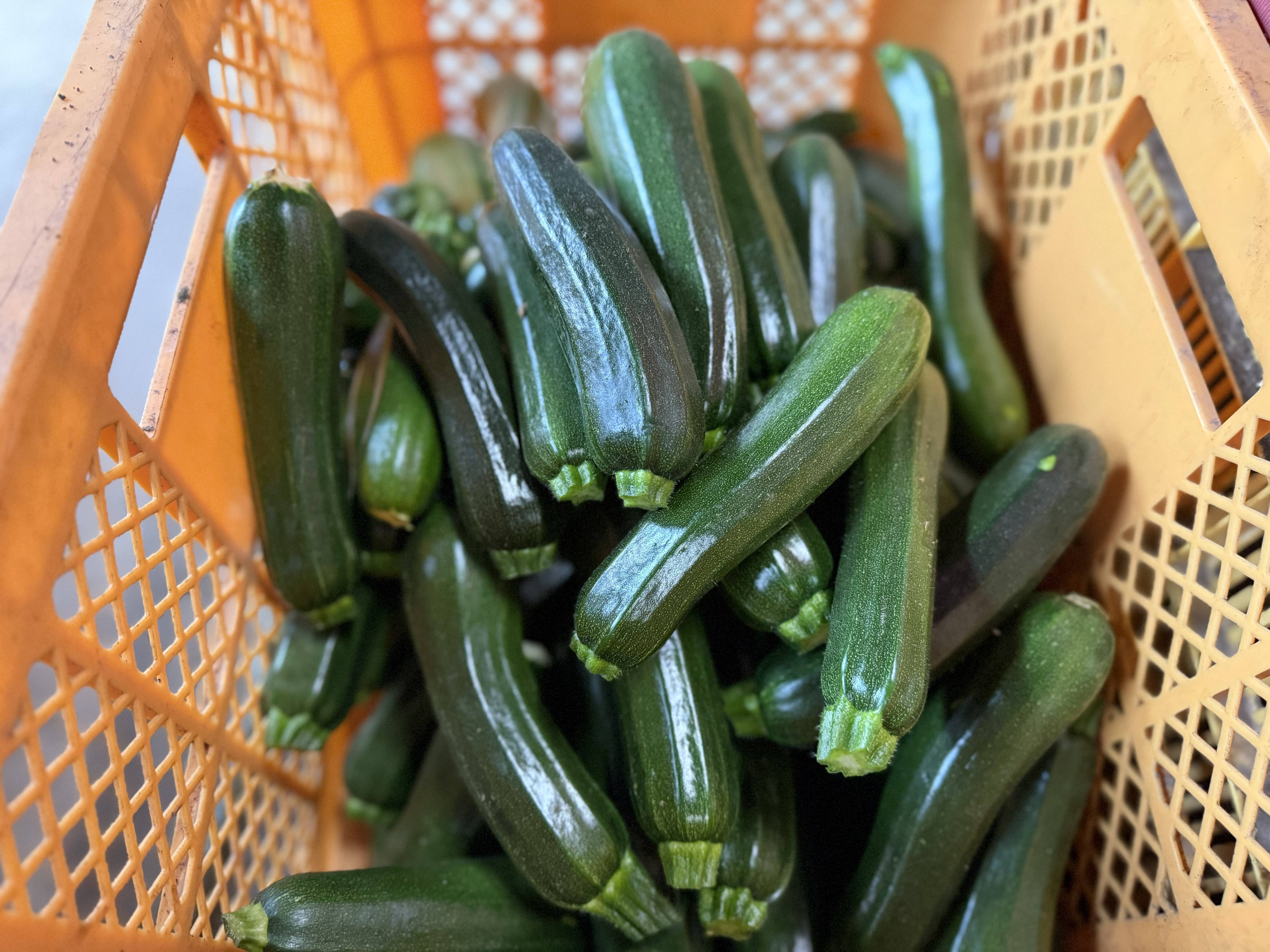 群馬県産　希少品種　紅の舞　クール便　農家直送　8kg 群馬県東吾妻町産【訳あり】ズッキーニ 8kg：群馬県産のその他