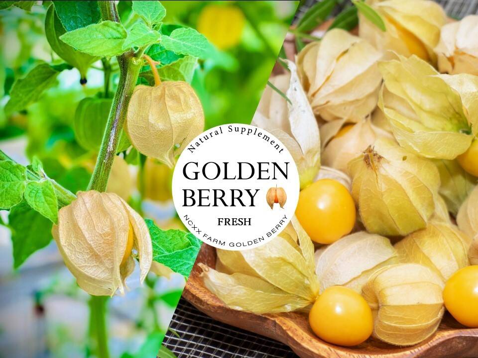 甘みと酸味がギュッとつまった爽やかゴールデンベリー (食用ほおずき