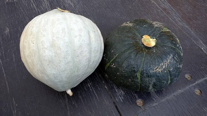 北海道 化学農薬不使用カボチャ 白九重栗とほろほろ 合計2個セット 北海道産のかぼちゃ 食べチョク 産地直送 産直 お取り寄せ通販 農家 漁師から旬の食材を直送
