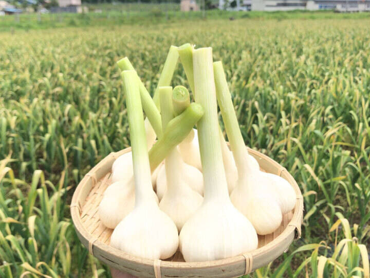 にんにく3キロ　最高級にんにくLサイズ以上厳選にんにく　ホワイト六片種にんにく 予約限定】約3キロ！青森県産 最高級品種 ホワイト6片の掘りたて生