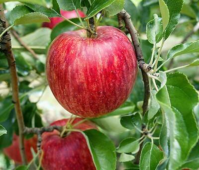 特別栽培】家庭用 サンふじ 約10kg：長野県産のふじ｜食べチョク