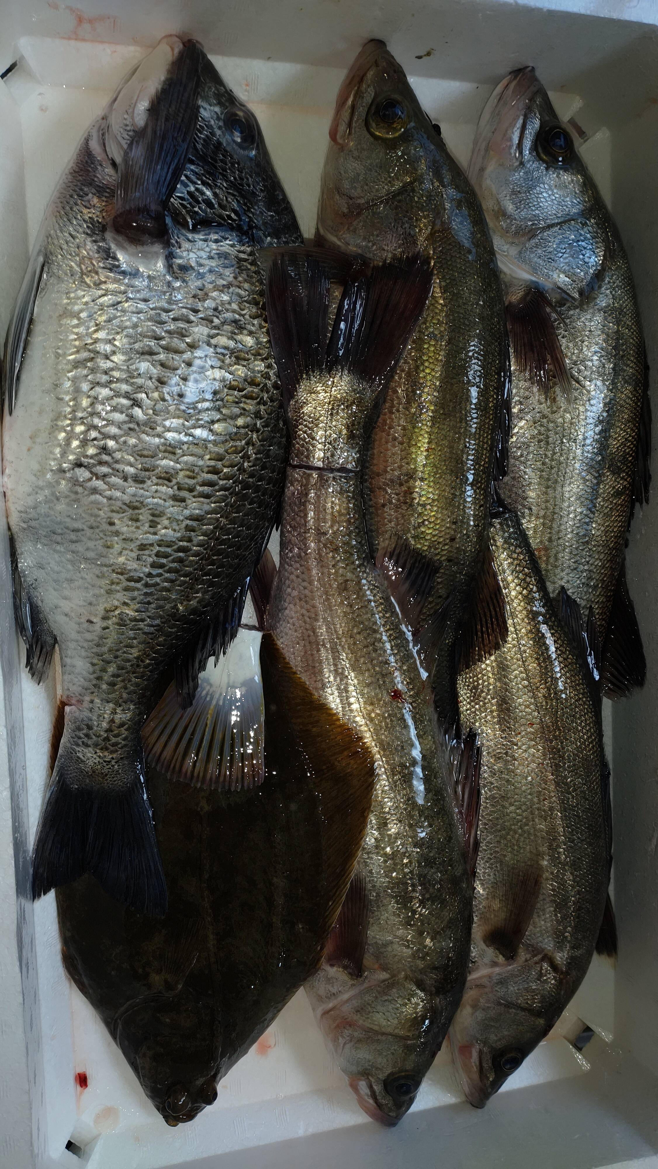 朝取れた魚達をその日のうちに発送 魚達のセット 熊本県産 食べチョク 農家 漁師の産直ネット通販 旬の食材を生産者直送
