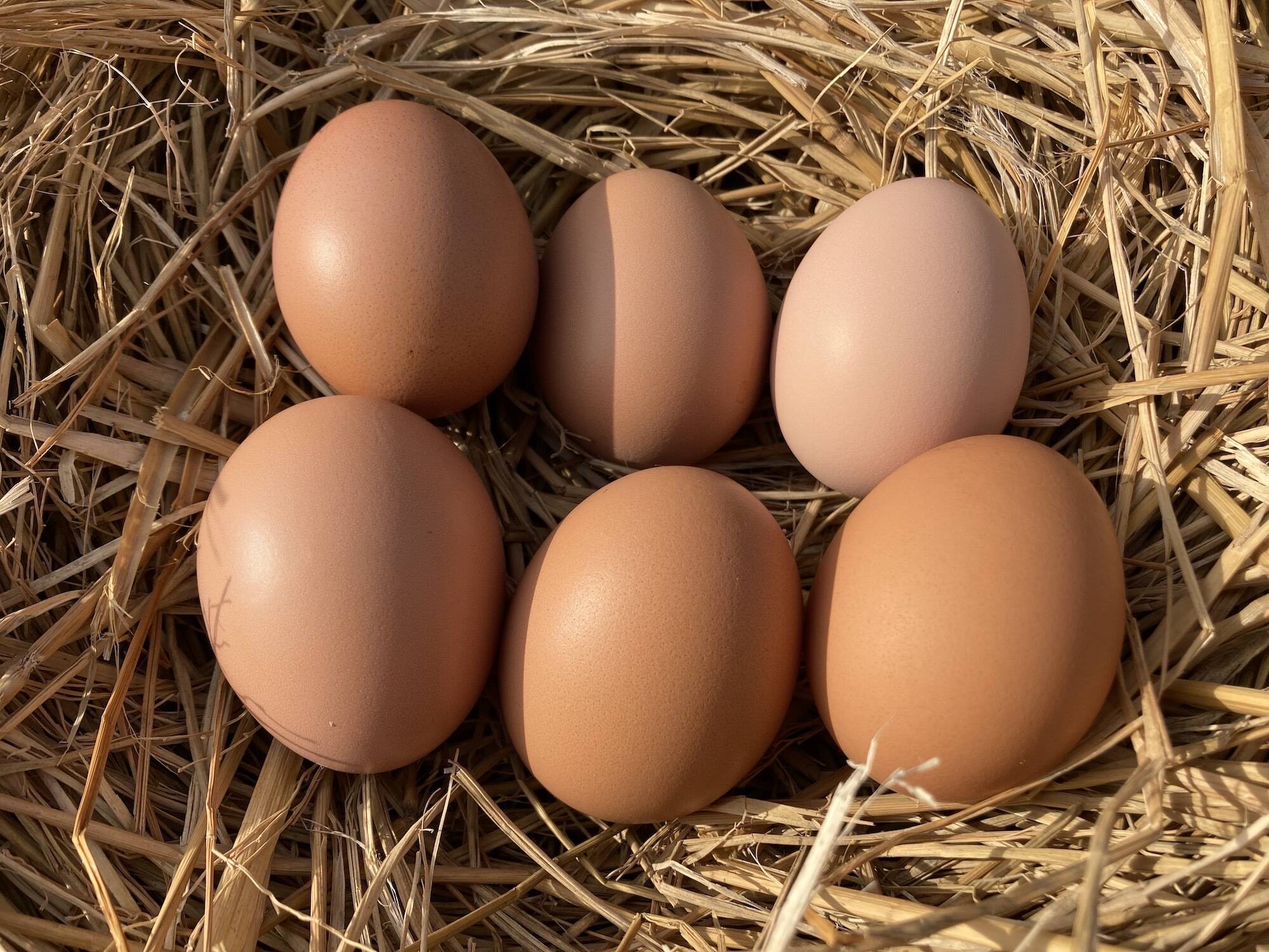 ［平飼い 卵 6個パック］ 後藤もみじ 223EGG たまご：静岡県産の卵