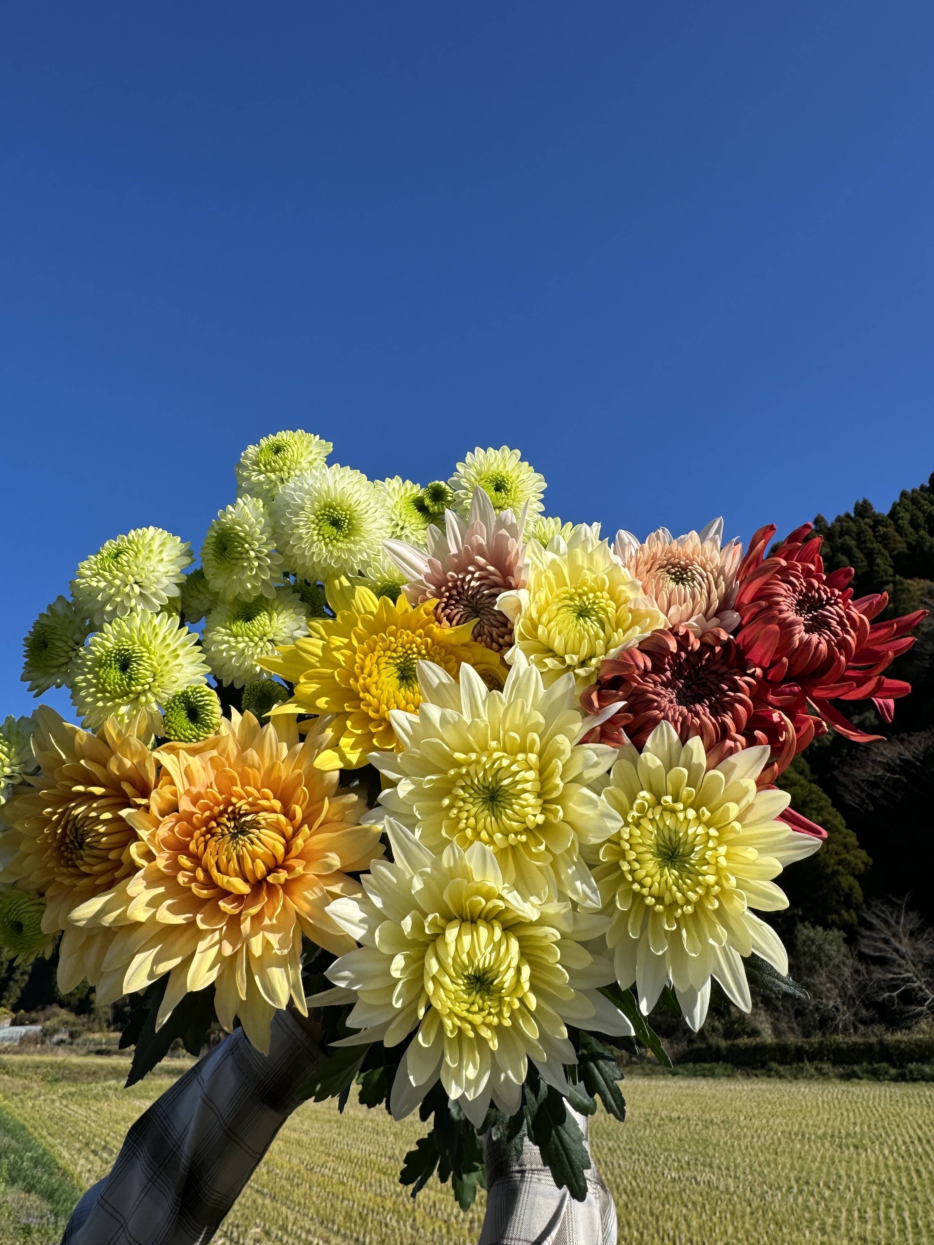 菊花10 年末年始限定】新年に華やかな菊（マム）を！おまかせ10本セット