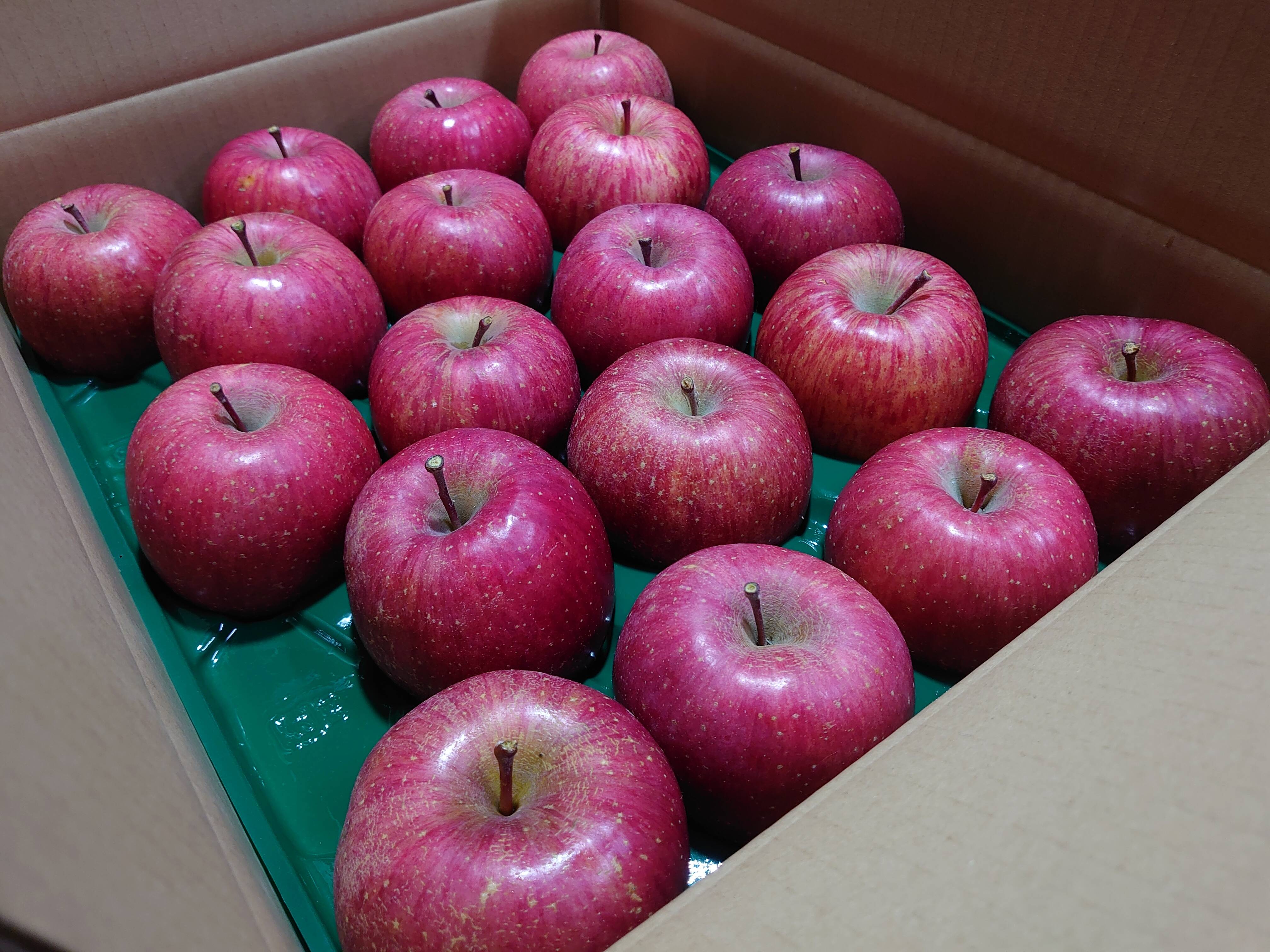 【サンふじ】【✨特級品✨】青森県産‼️サンふじ　りんご　１４キロ　送料無料 サンふじ 5kg（14個～20個）青森県産りんご 家庭用：青森県産のふじ