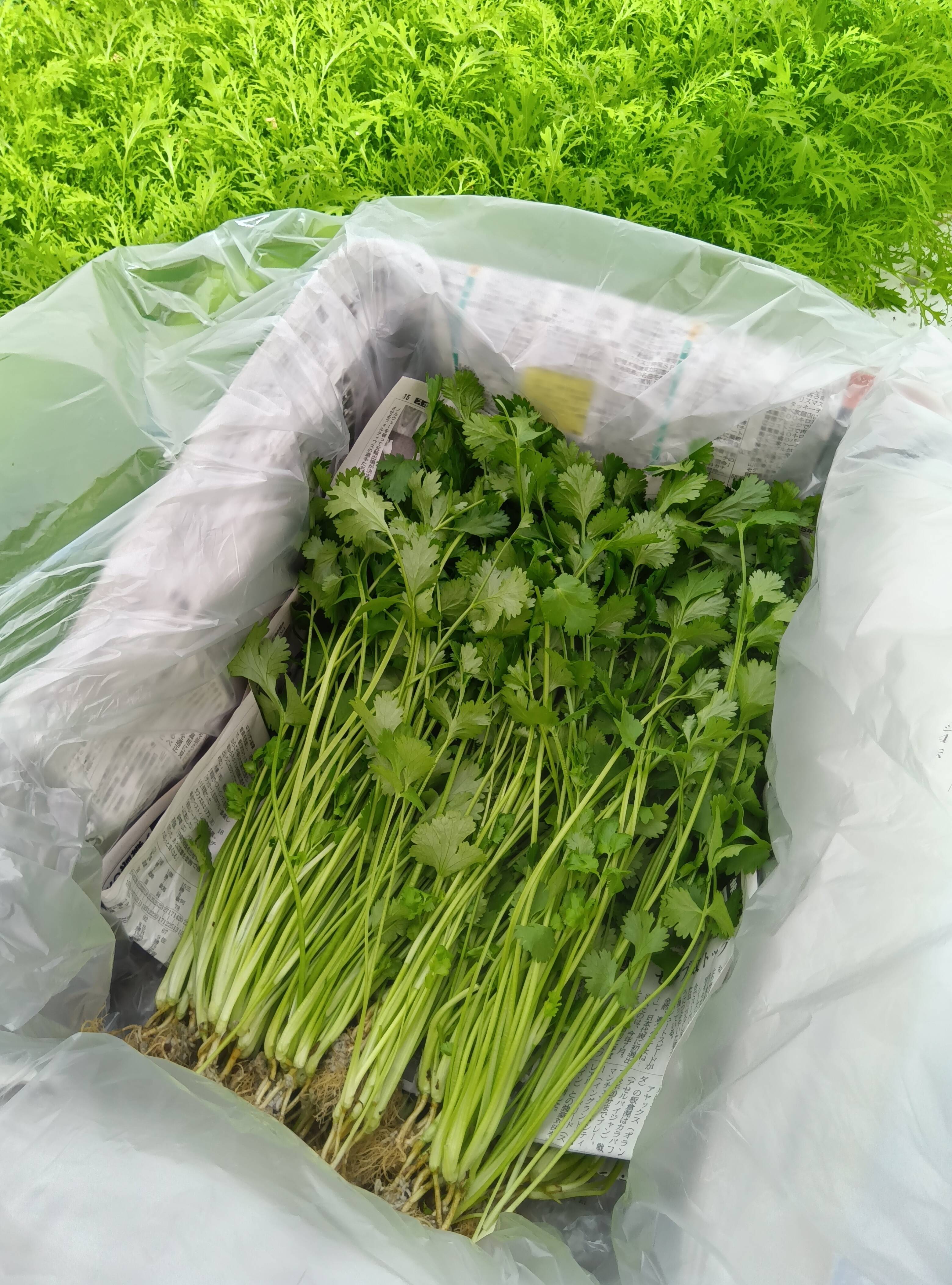 水耕栽培の朝獲りさわやかパクチー 1kg〈配送不可地域あり〉：埼玉県産