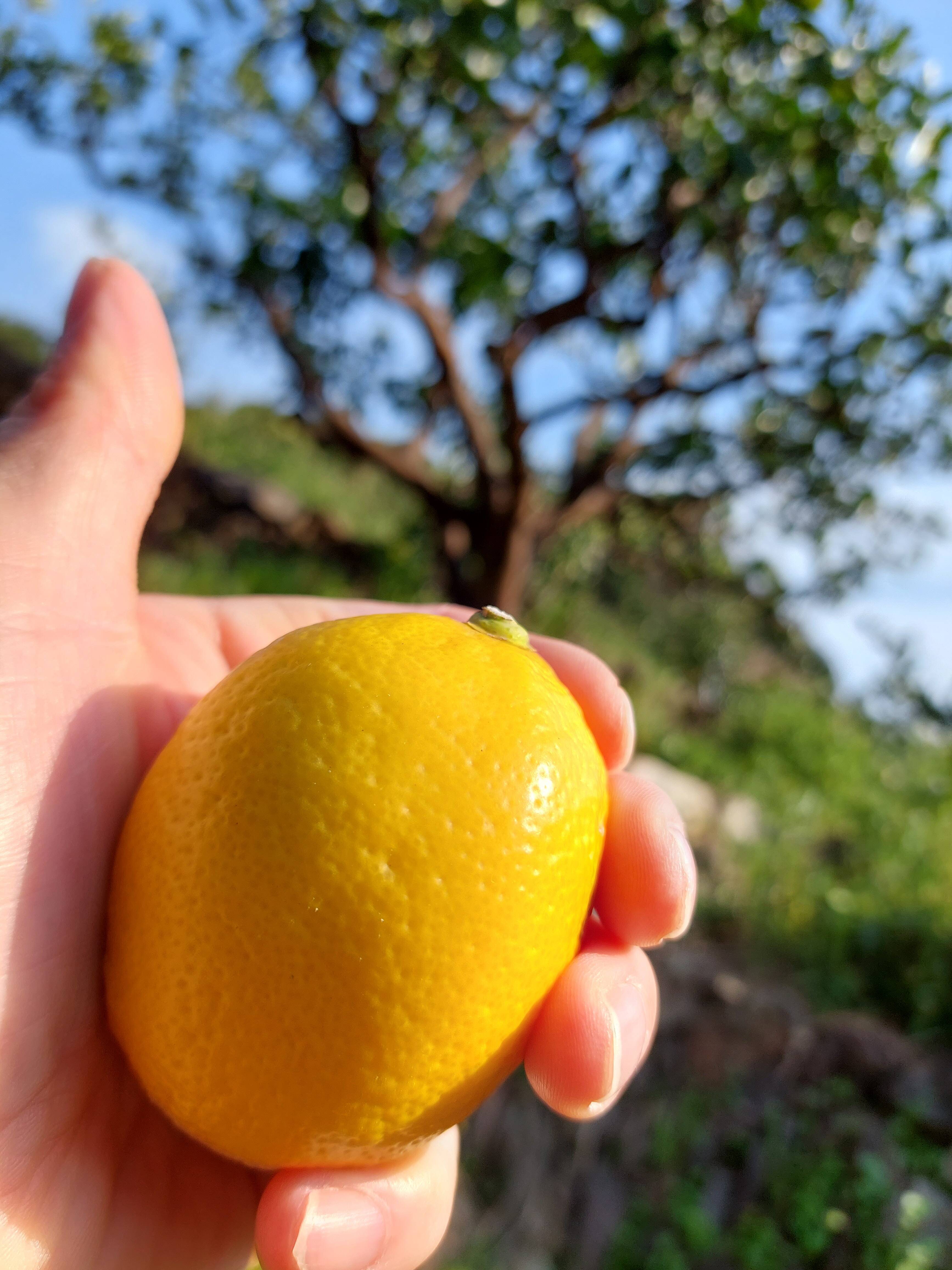 段々畑のレモン【小玉】5kg（箱込）：和歌山県産のみかん・柑橘類
