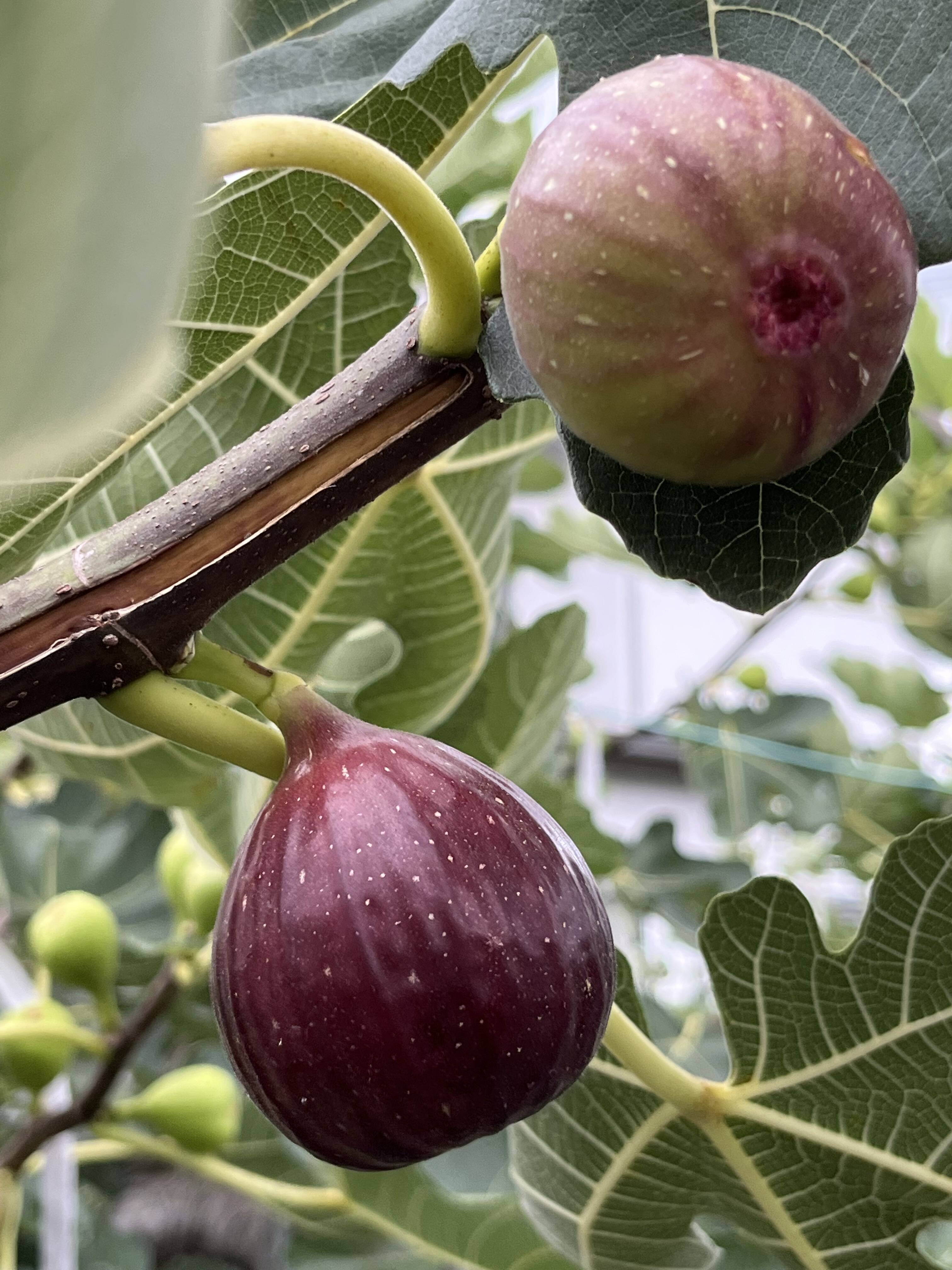 上品な甘みとうまみ！林柿園のいちじく うましずく400g×4P：岐阜県産の