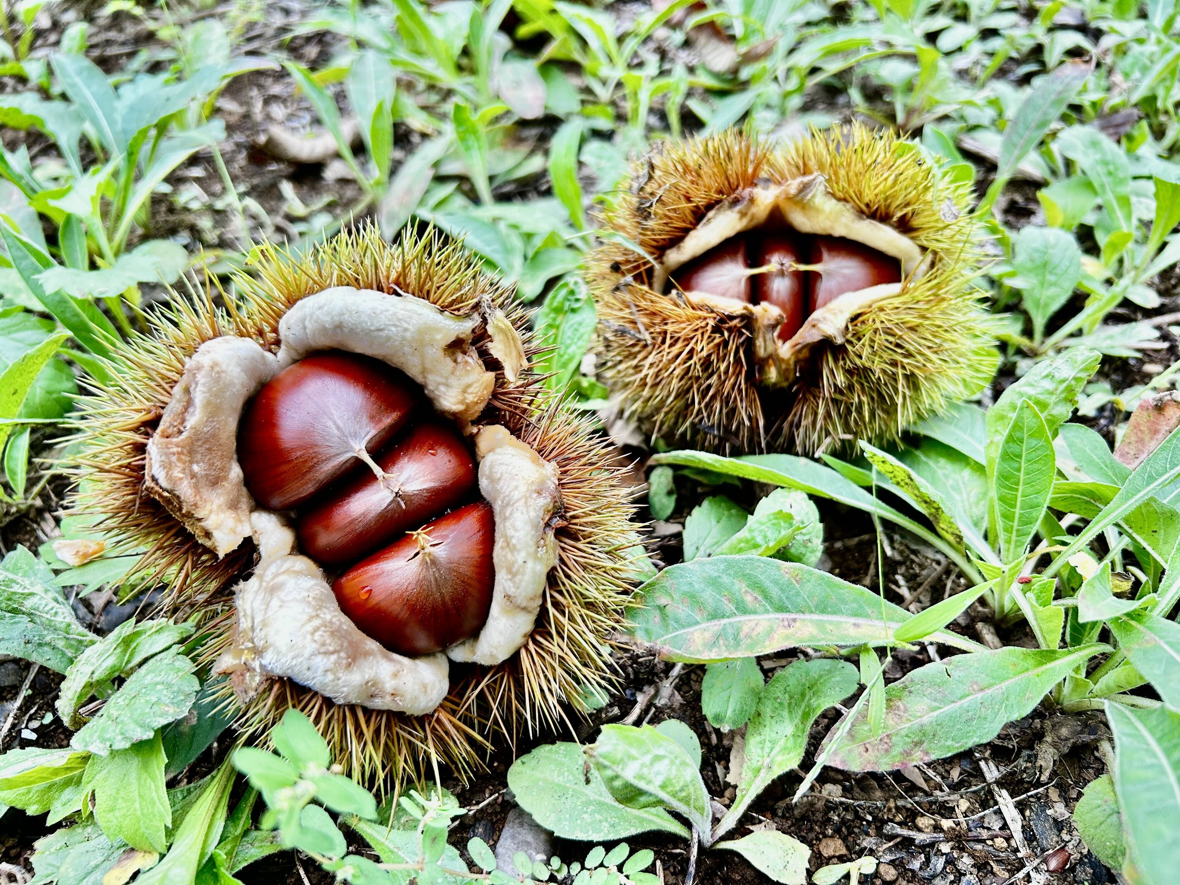 化成肥料不使用】香り豊かな生グリ「矢那栗」（2Lサイズ）1kg：千葉県