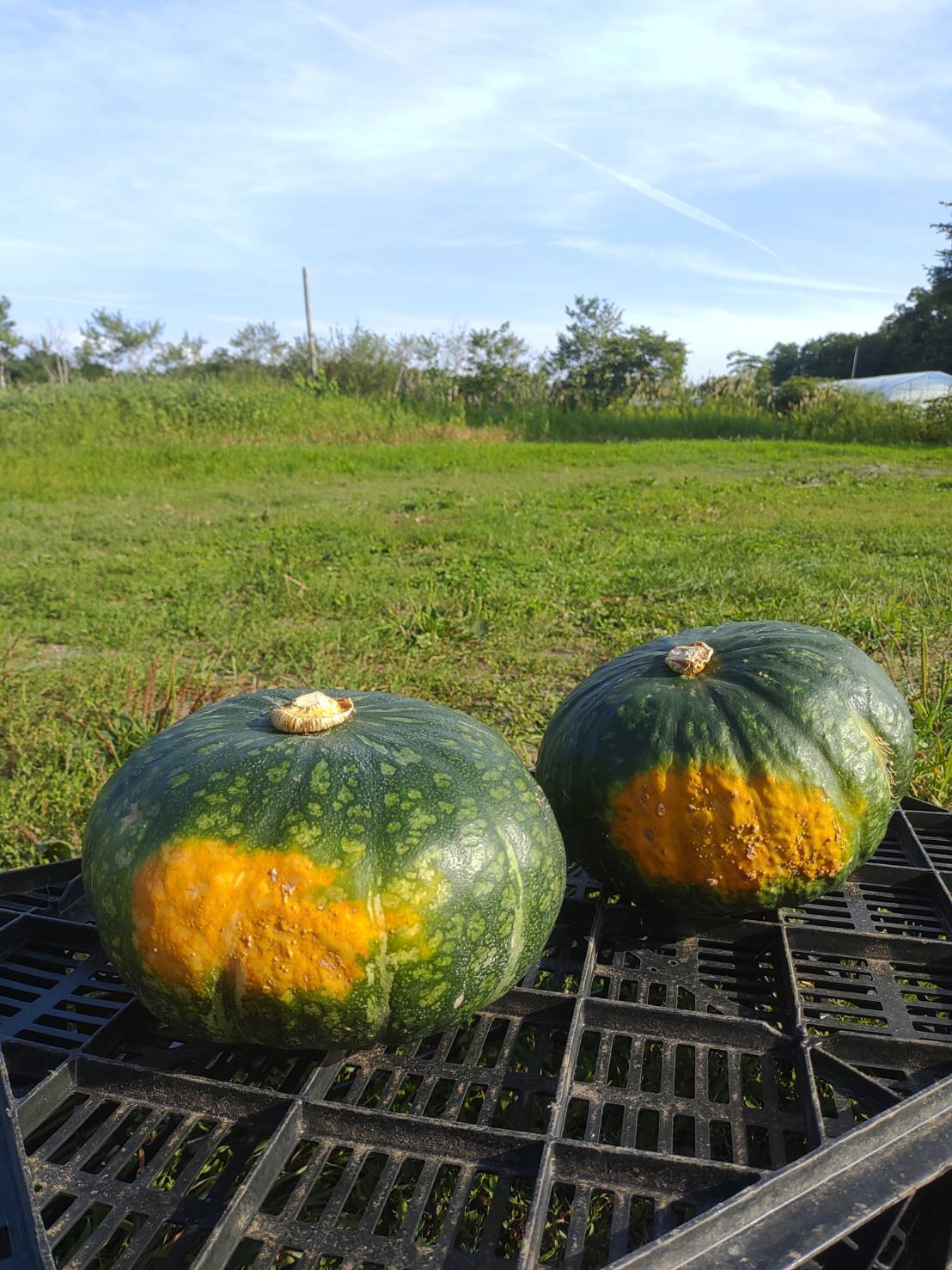 bb37061fb99f1bf62e5468fc1b4cfb