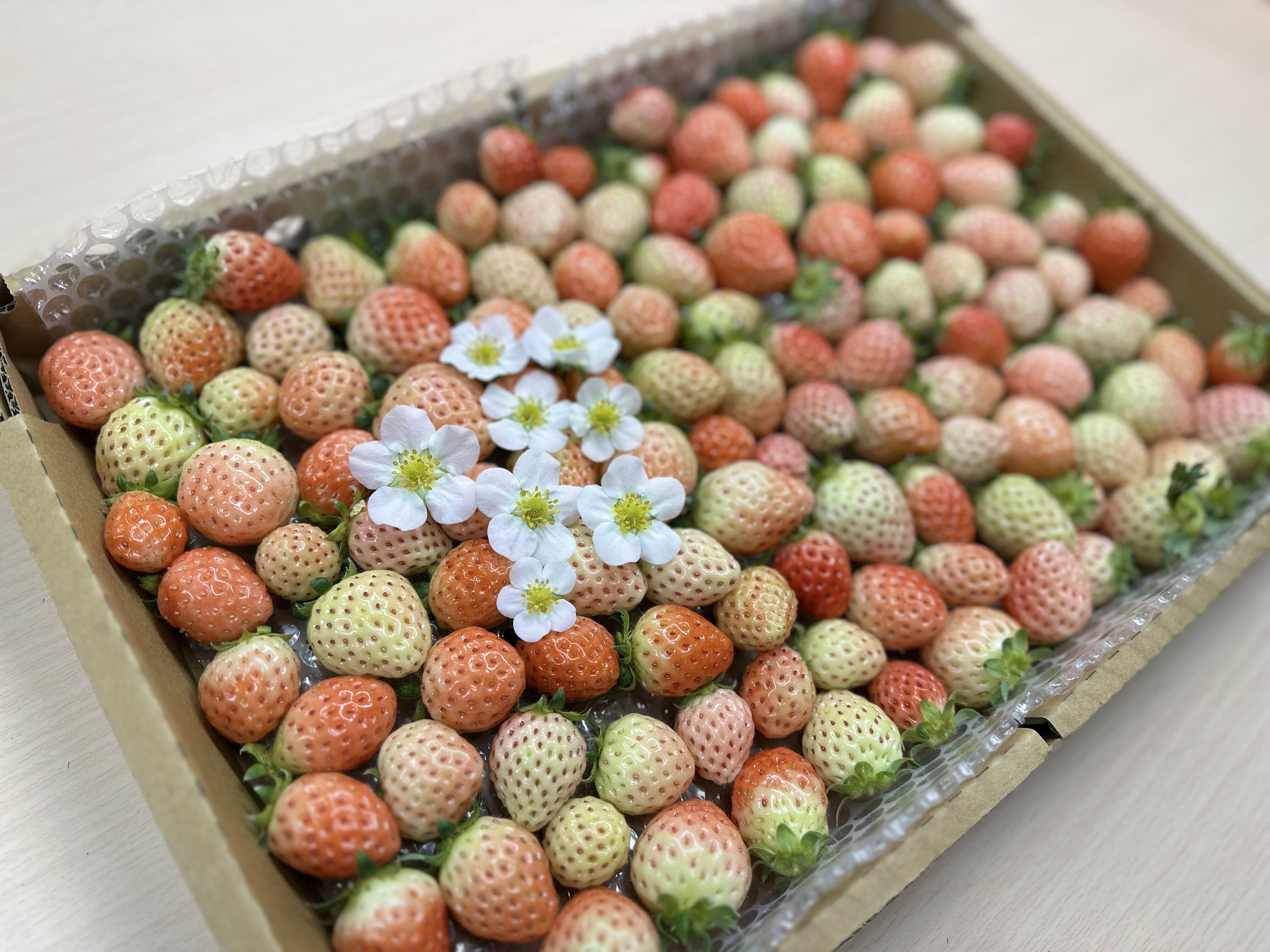 期間限定】グリーン・ストロベリー【サラダ・ジャム・ピクルスに