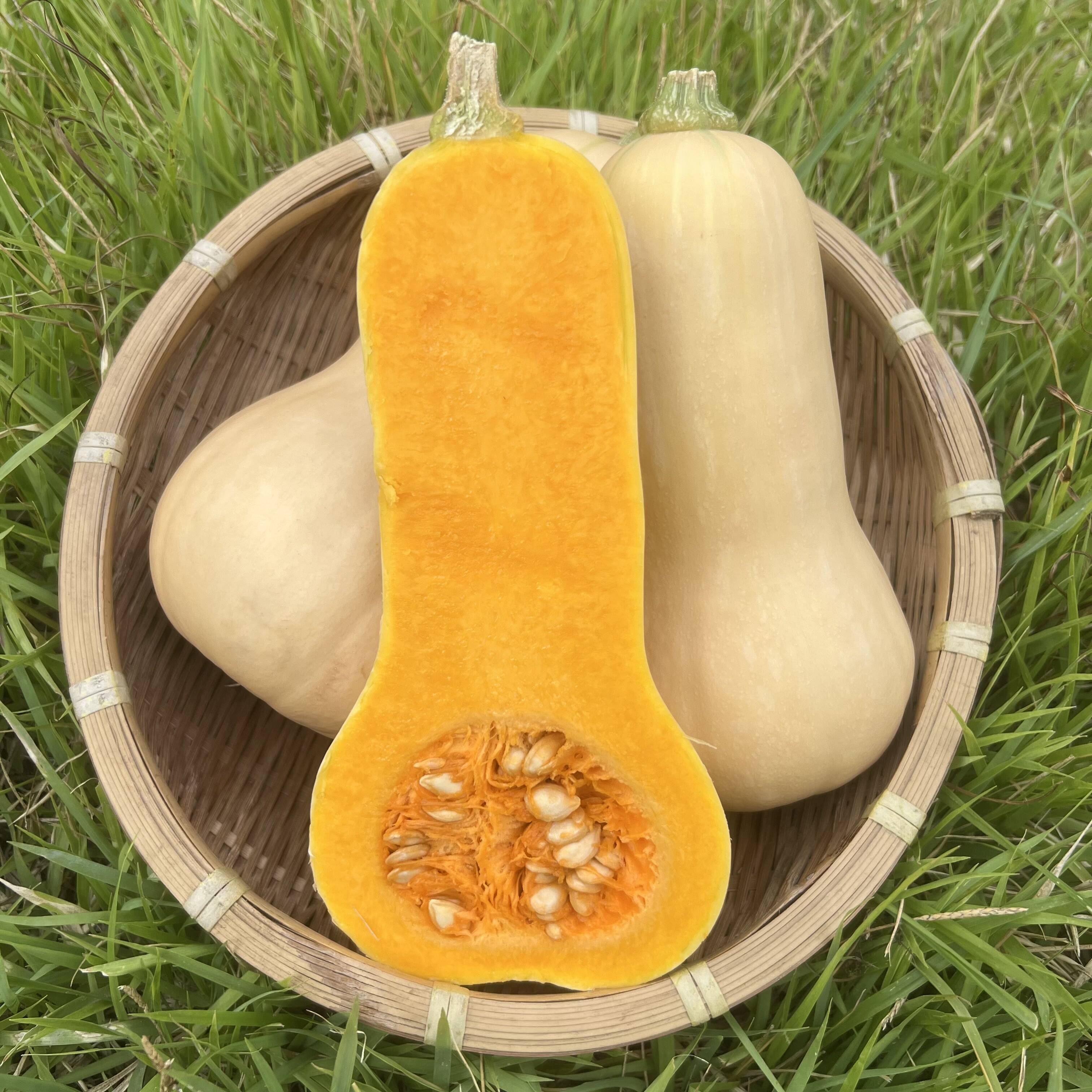 完熟！バターナッツ 1.5kg(2~3個)【京都産・化学農薬、肥料不