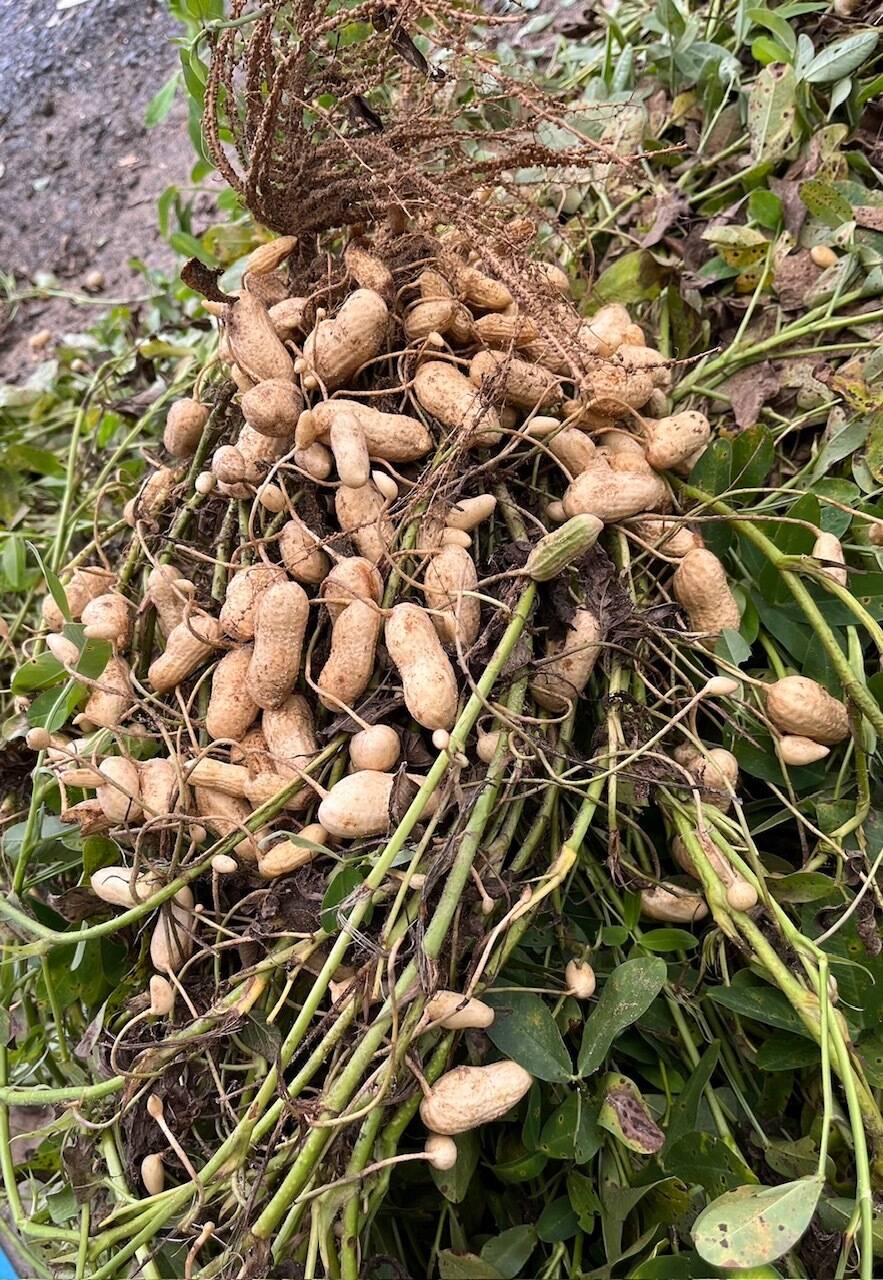 大粒落花生（生） おおまさりネオ（1.0kg）：島根県産のおおまさりネオ