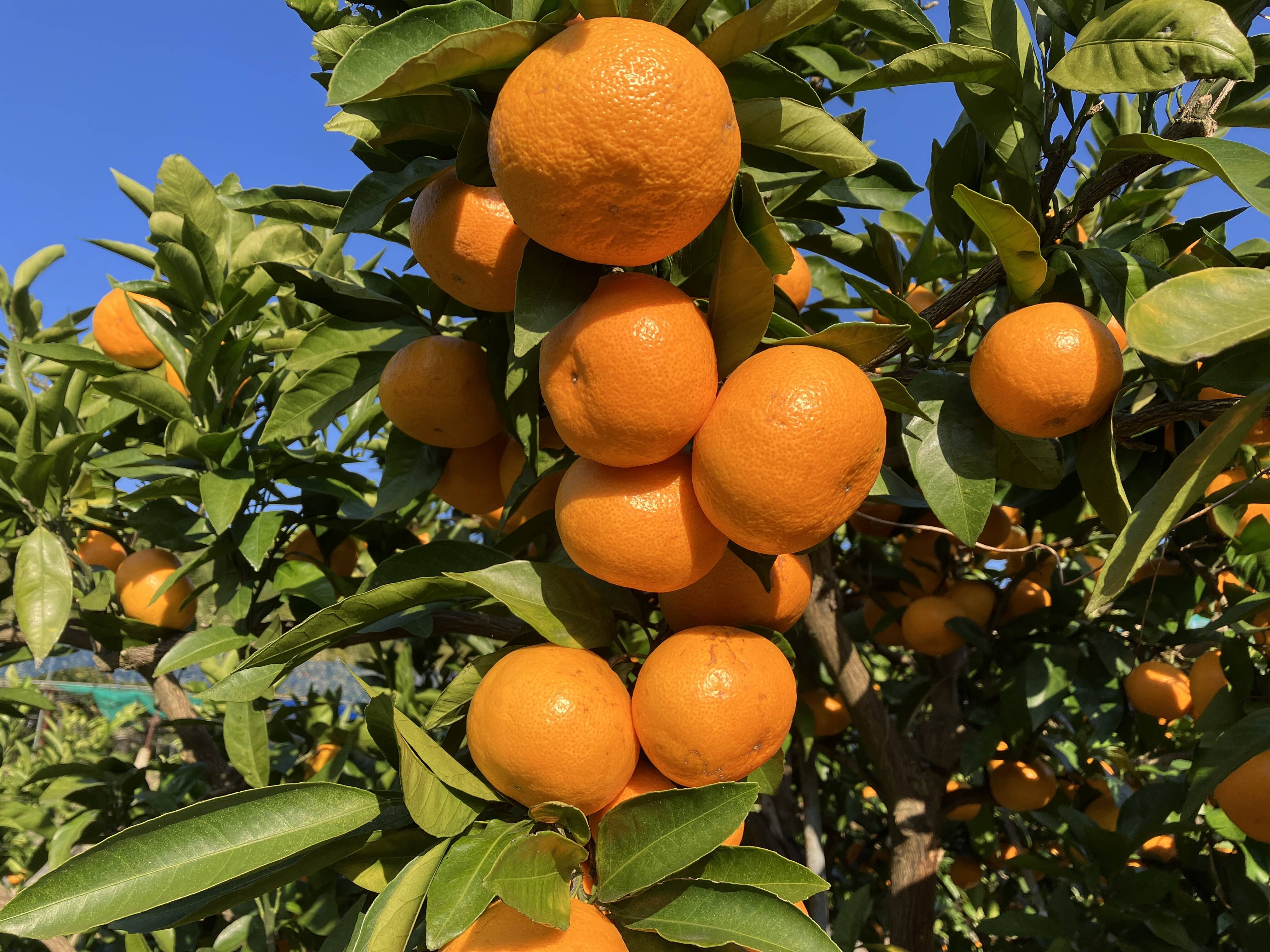 農薬不使用】熊本産早生温州みかん約10kg：熊本県産のみかん・柑橘類