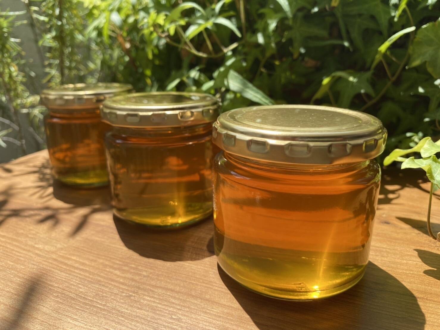 日本ミツバチ◇600g◇非加熱無添加蜂蜜 ◇令和5年10