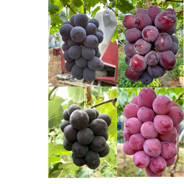 数量限定】希少品種4種詰合せ 富士の輝&オーロラブラック&クイーン