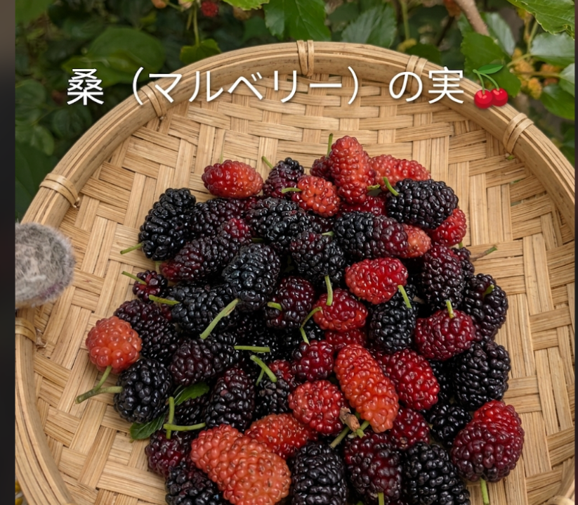 桑の実☆冷凍☆農薬等不使用☆自然栽培☆30個入り☆マルベリーの実 桑の実☆冷凍☆農薬等不使用☆自然栽培☆30個入り☆マルベリーの実