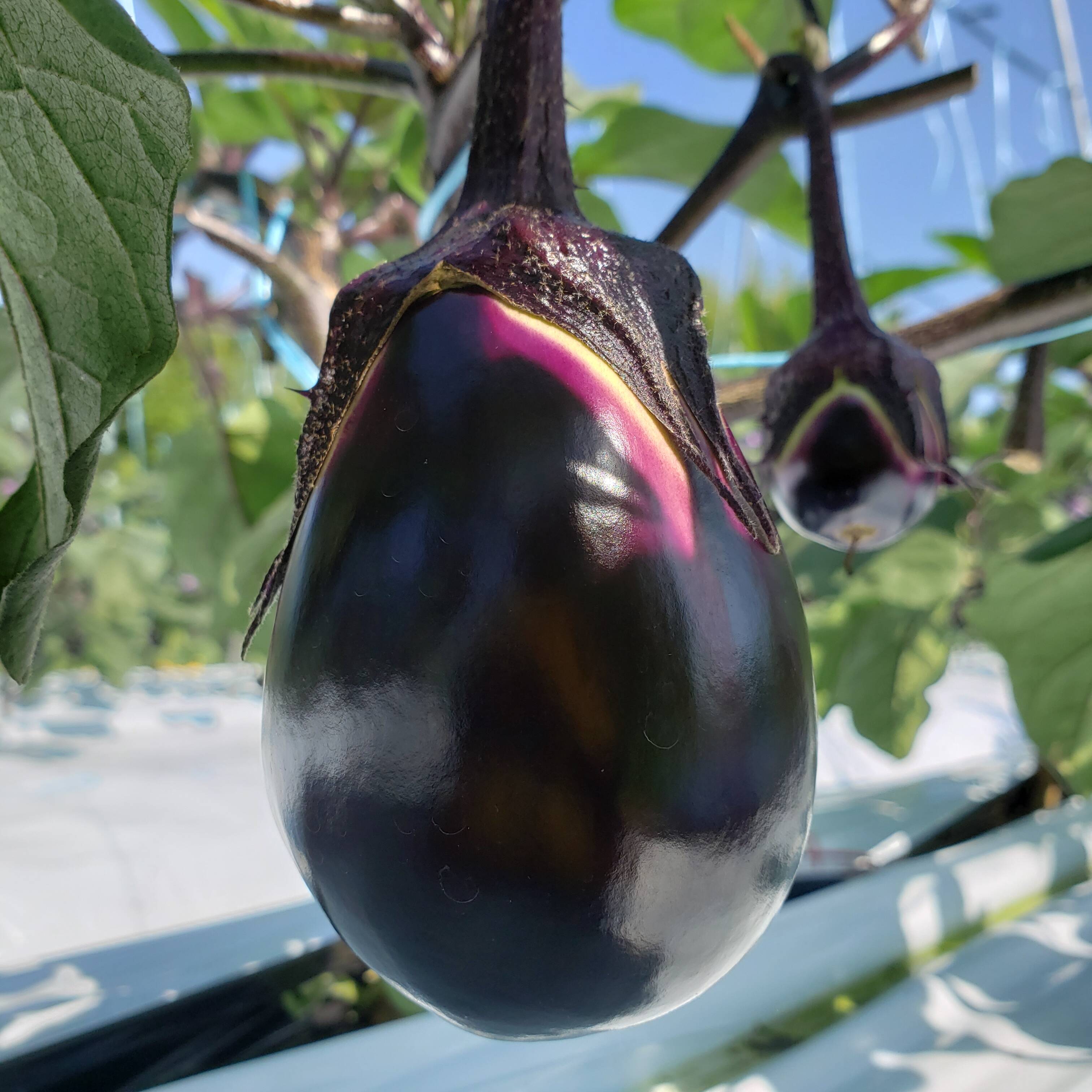 新鮮】生でも食べれる！泉州産水なす(生)：大阪府産の水なす｜食べ