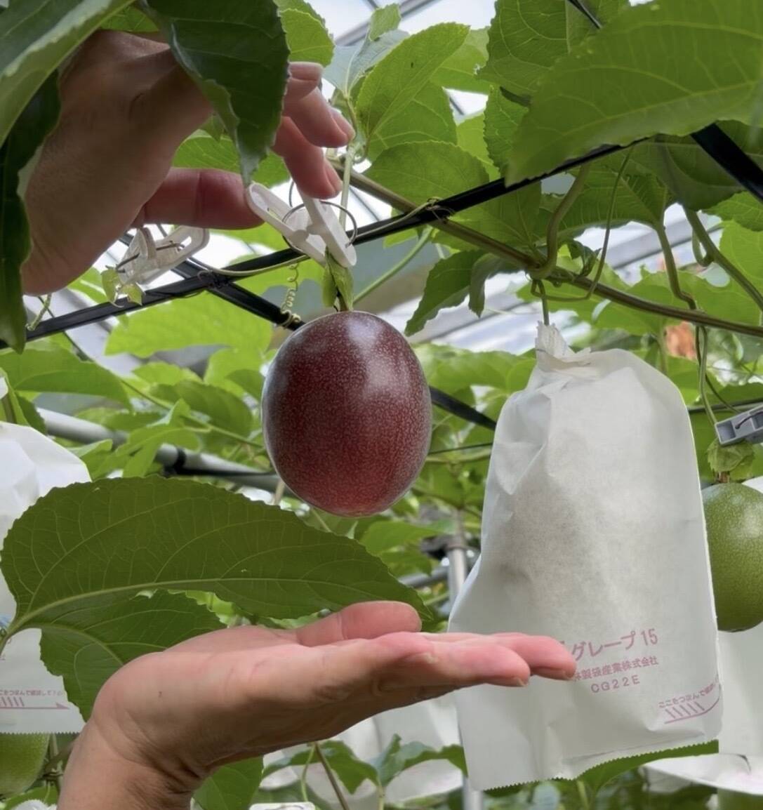 沖縄県産パッションフルーツ　家庭用5kg セール！！！ 宮古島産☀️パッションフルーツ✨ 3kg 30個〜50個：沖縄県産の