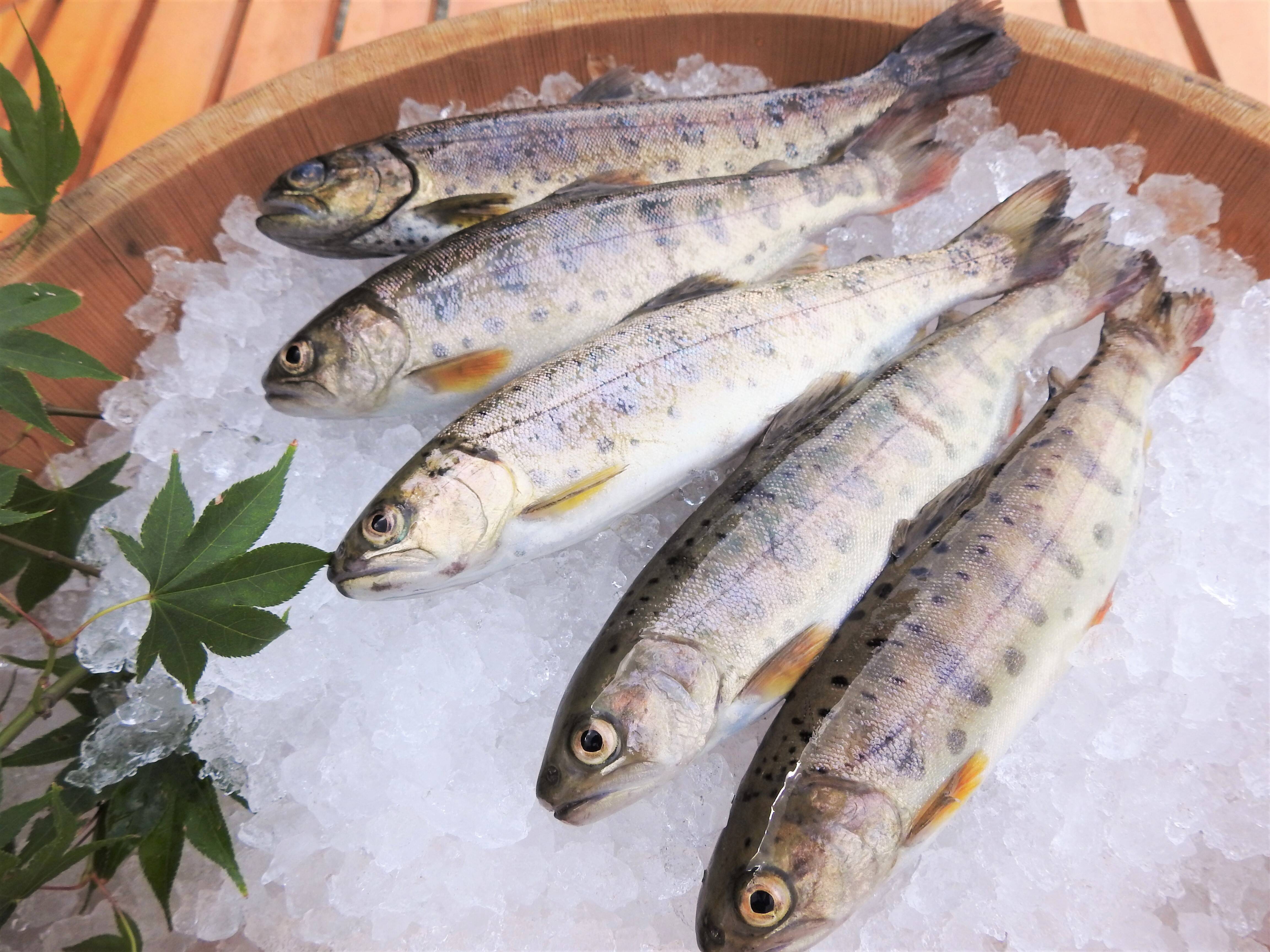 ふっくらジューシー奥阿蘇湧水やまめ 10匹 熊本県産 食べチョク 農家 漁師の産直ネット通販 旬の食材を生産者直送