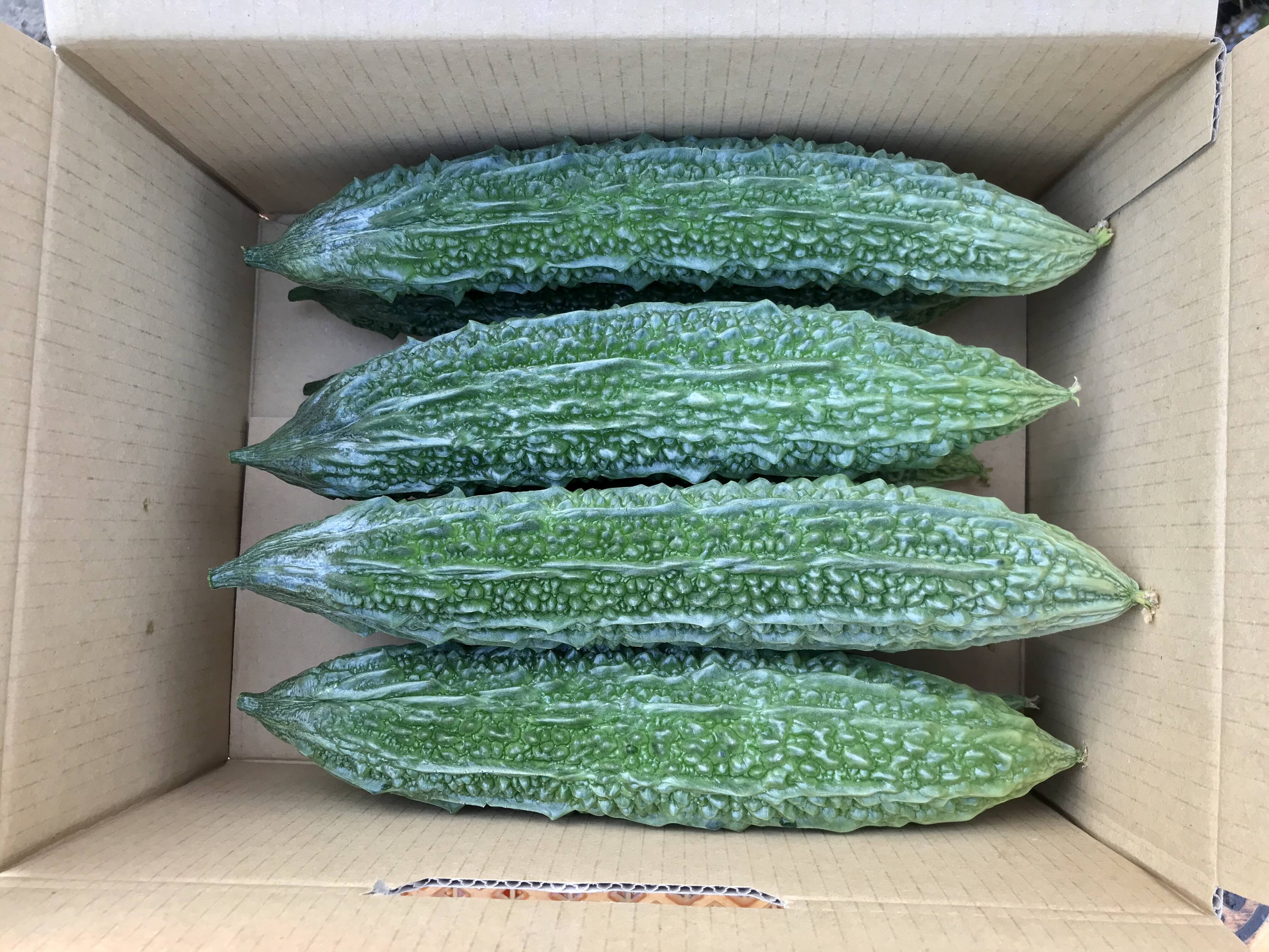 【鹿児島産】甘塩ゴーヤ箱込み3キロ^_^ bc18152e0c52b8d0fb4253b0424ac5